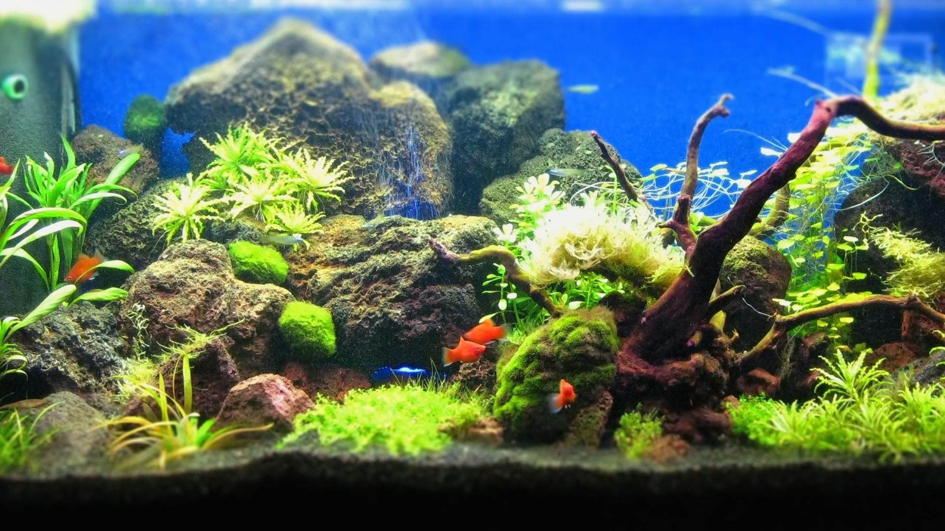 Acquario piante acquatiche colorate, 1920x1080 Full HD, HP Laptop
