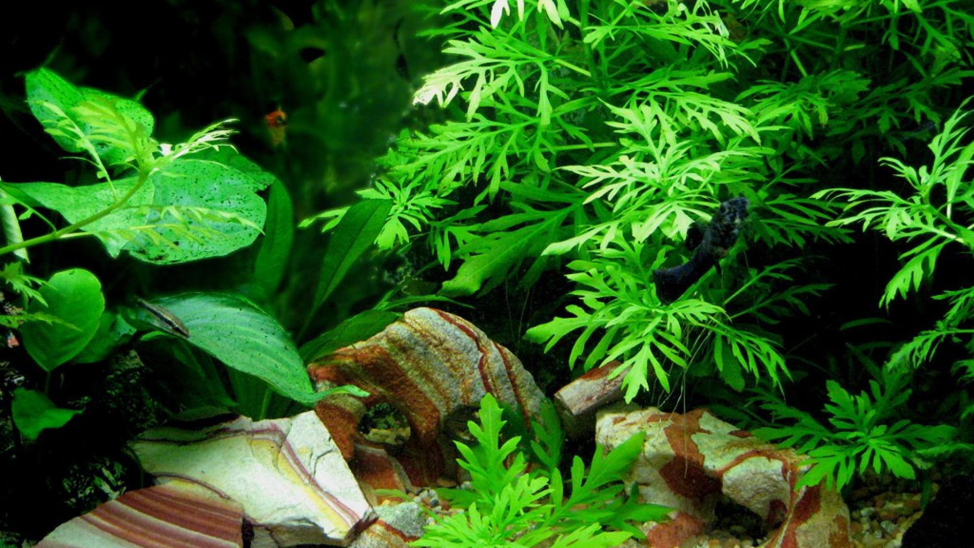Acquario con pesci rossi, 1920x1080 1080p, MacBook Pro
