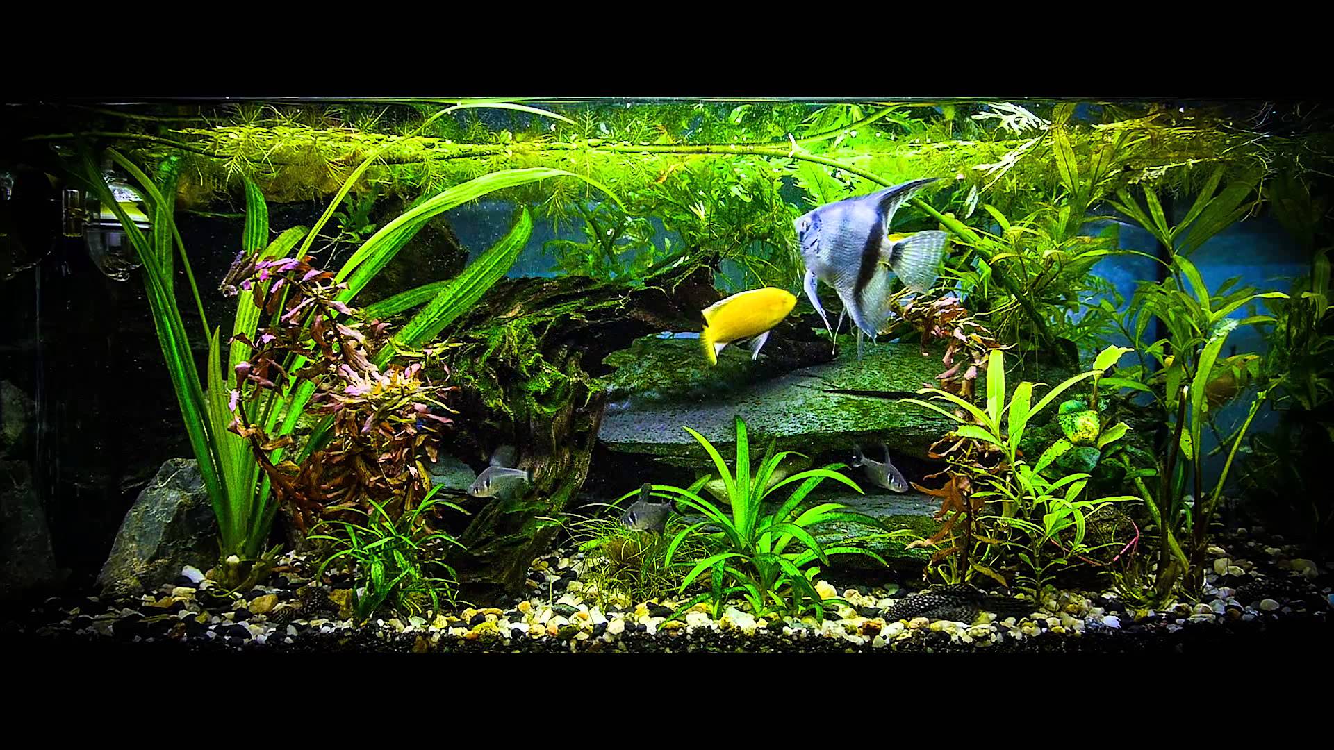 Acquario con pesci e piante, 1920x1080 1080p, Ultrabook
