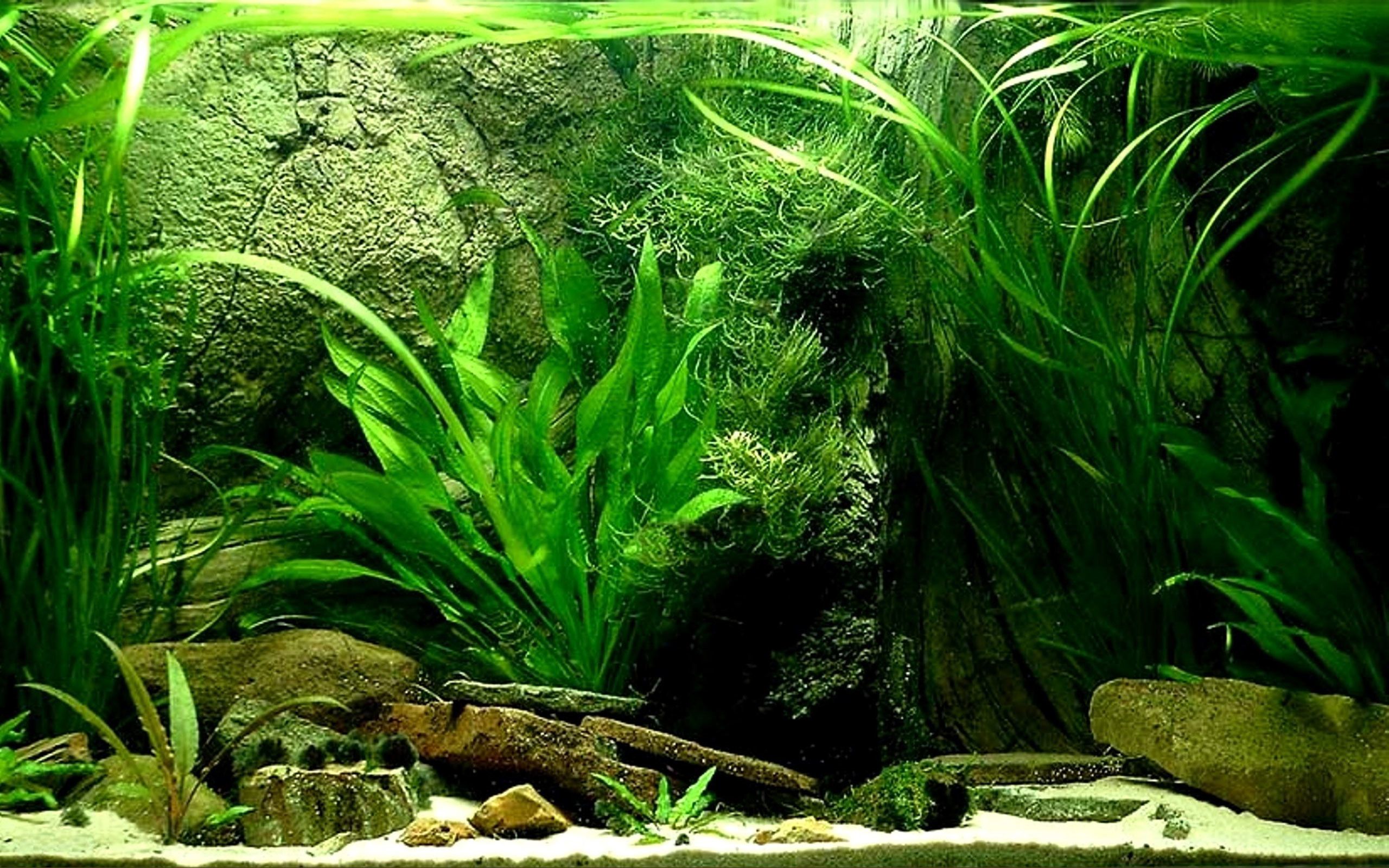 Pesci neon blu in acquario, 1600x879 HD, Notebook Gaming