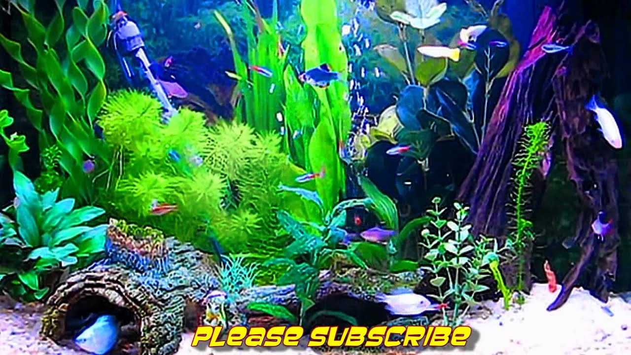 Piante acquatiche verdi acquario, 1191x670 HD, ROG Asus Laptop