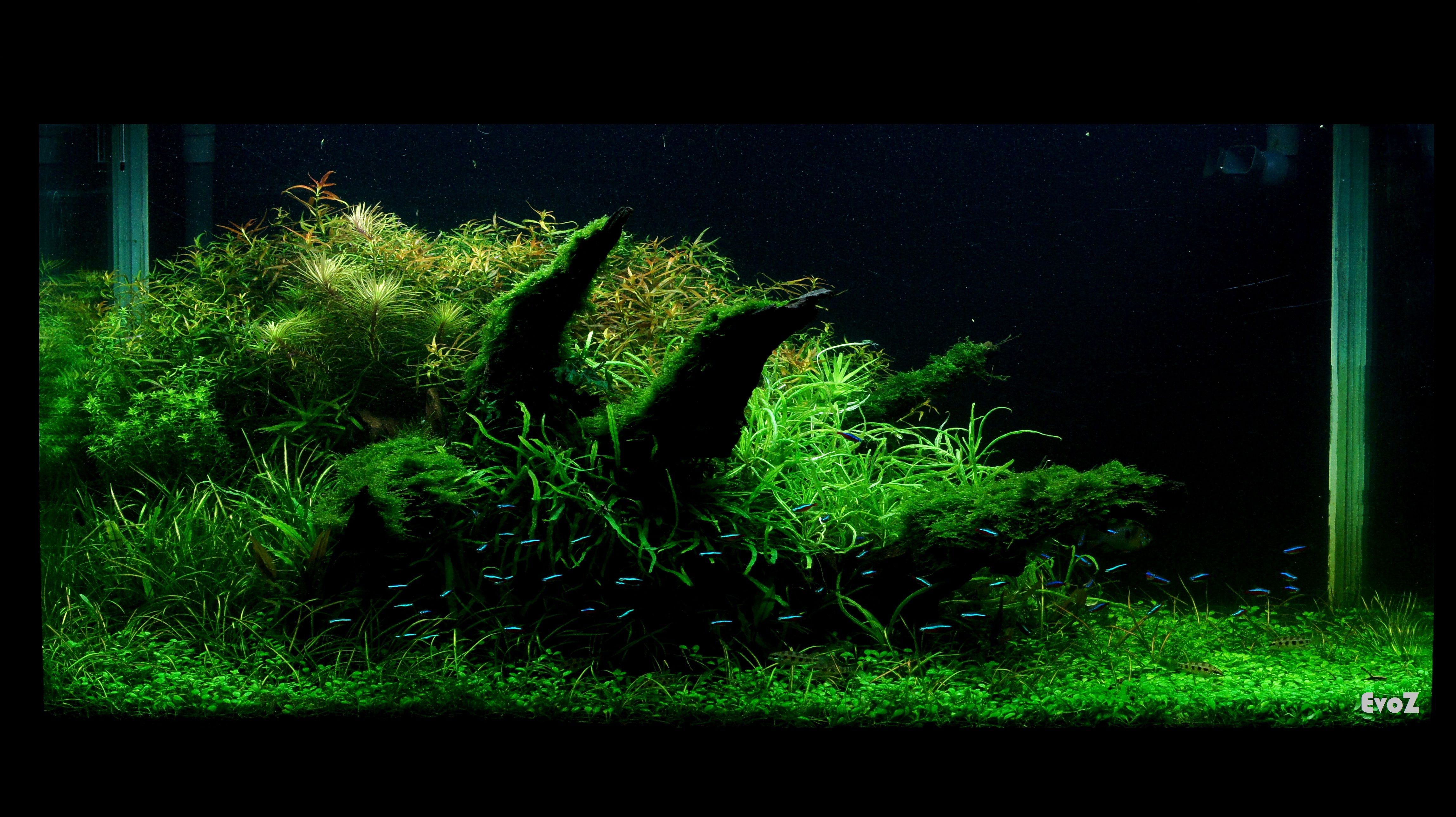 Acquario con piante verdi, 1920x1080 Full HD, Lenovo Legion