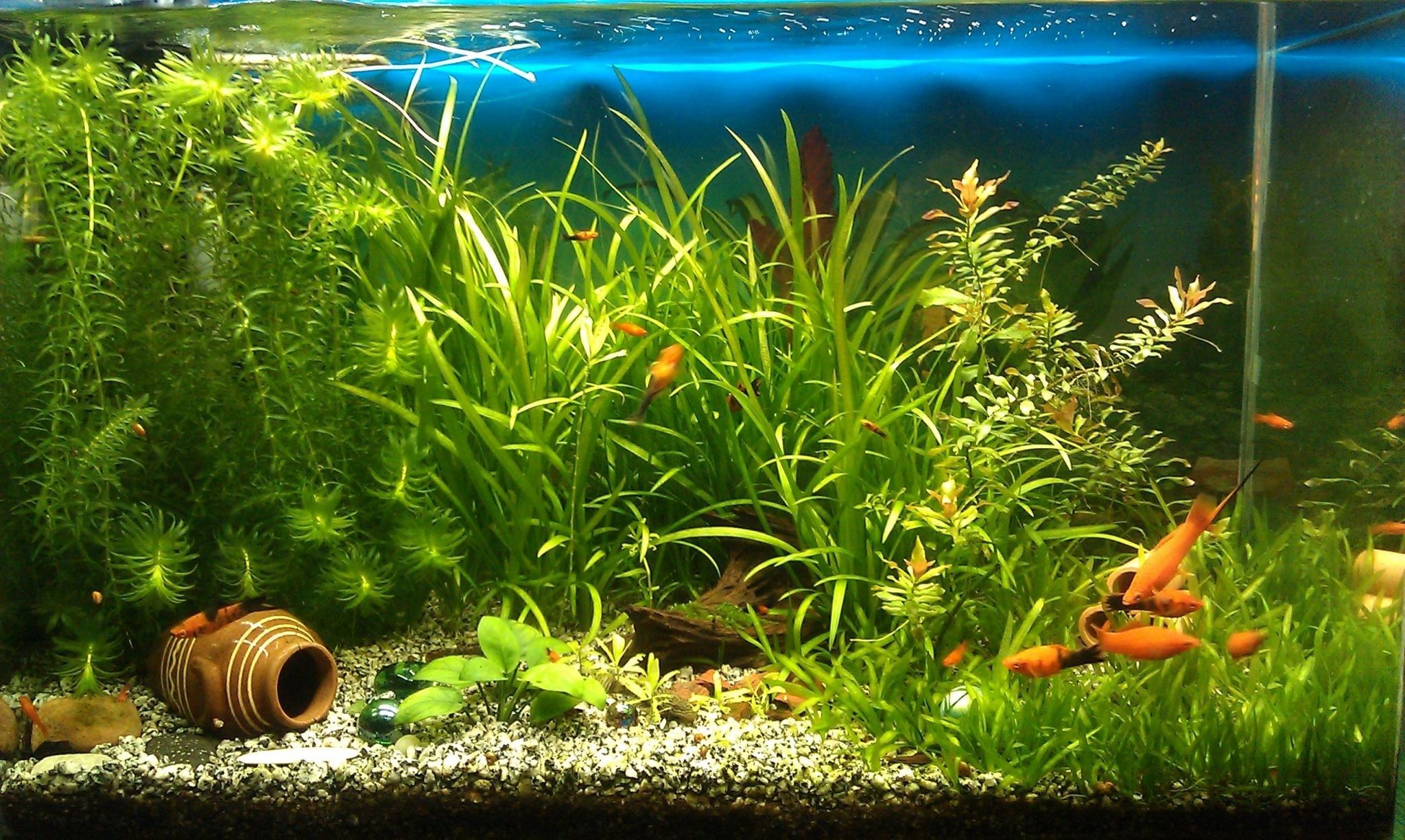 Acquario con piante verdi e pesci, 2048x1226 2K, Notebook