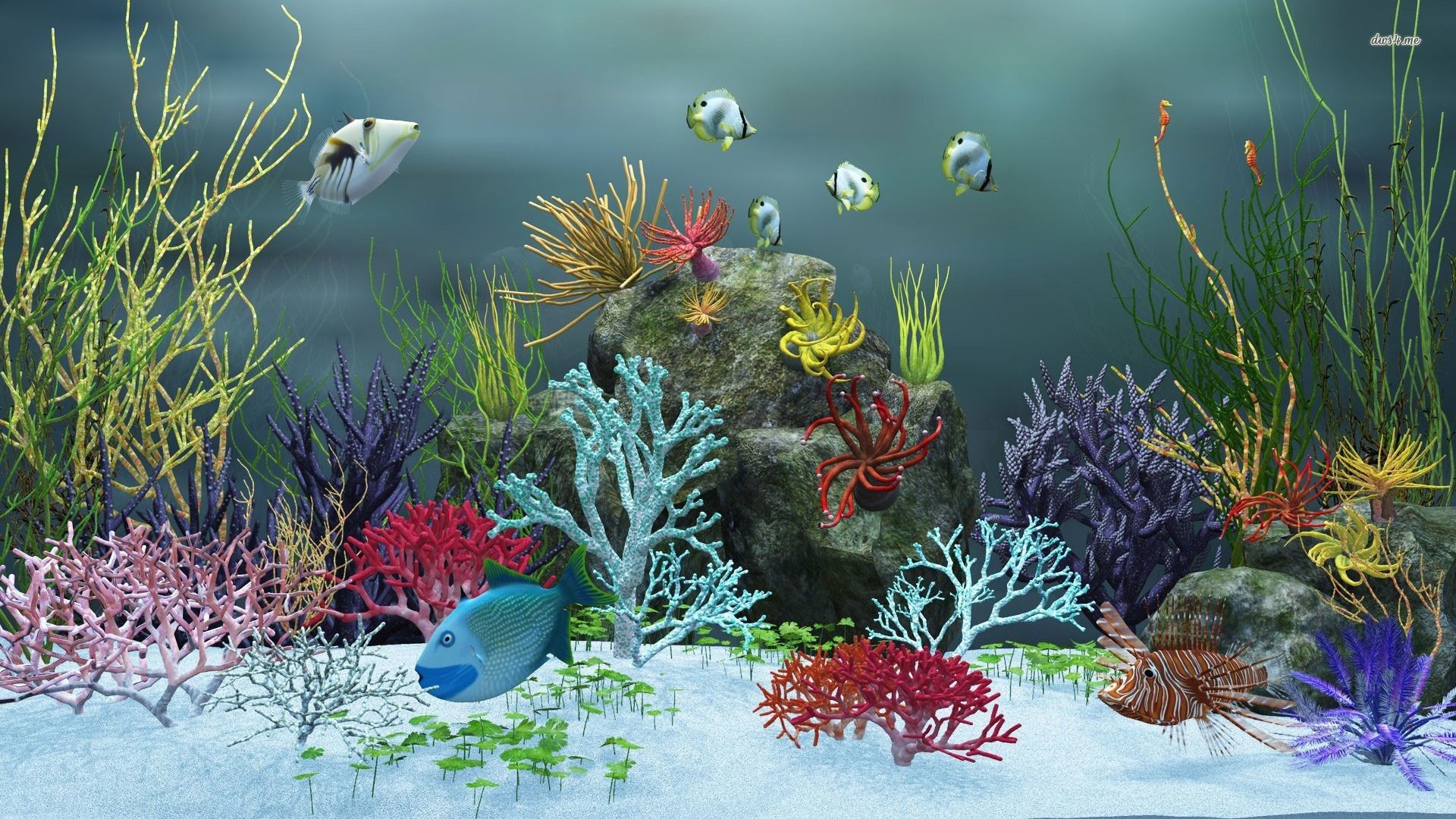 Acquario con pesci colorati, 1280x720 720p, HP Laptop