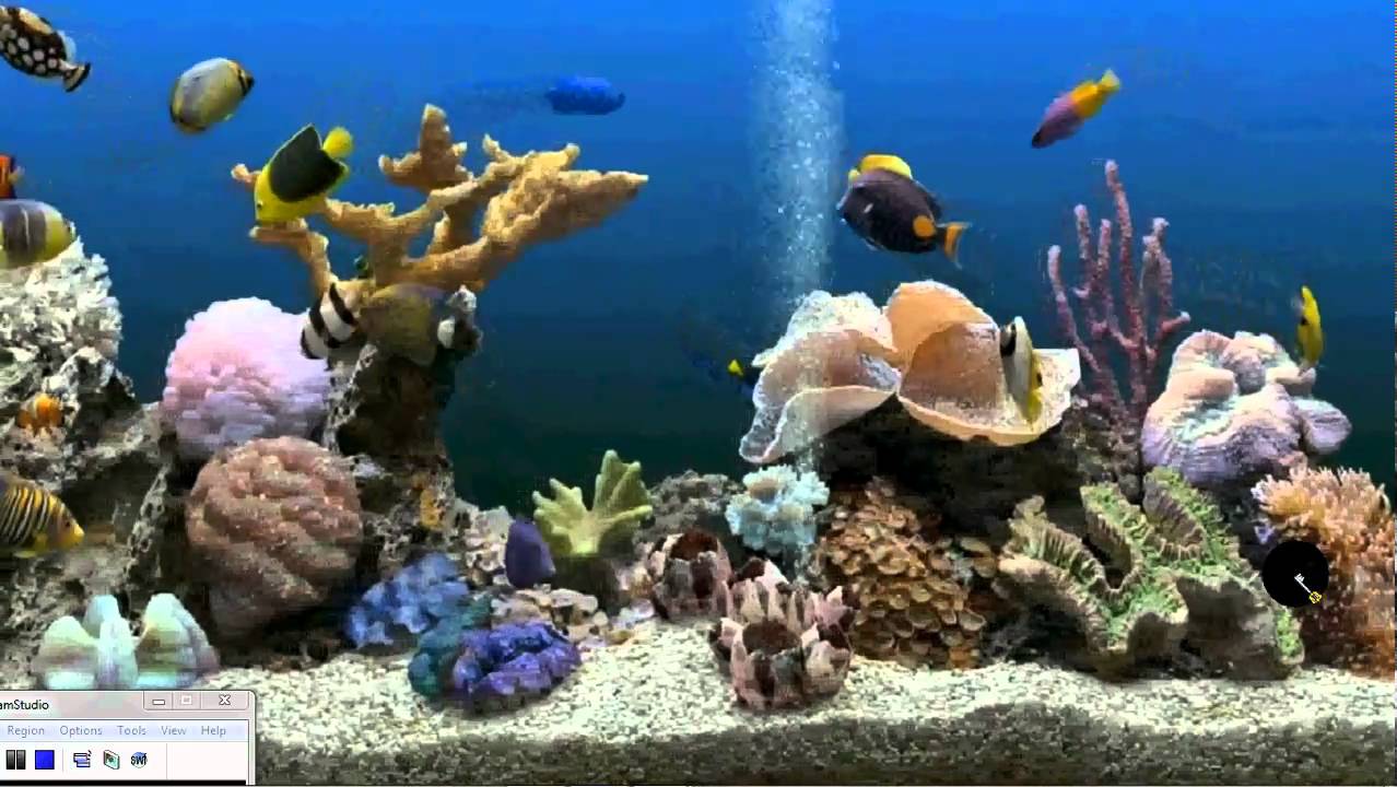 Acquario colorato con corallo e pesci, 1920x1080 Full HD, Dell XPS
