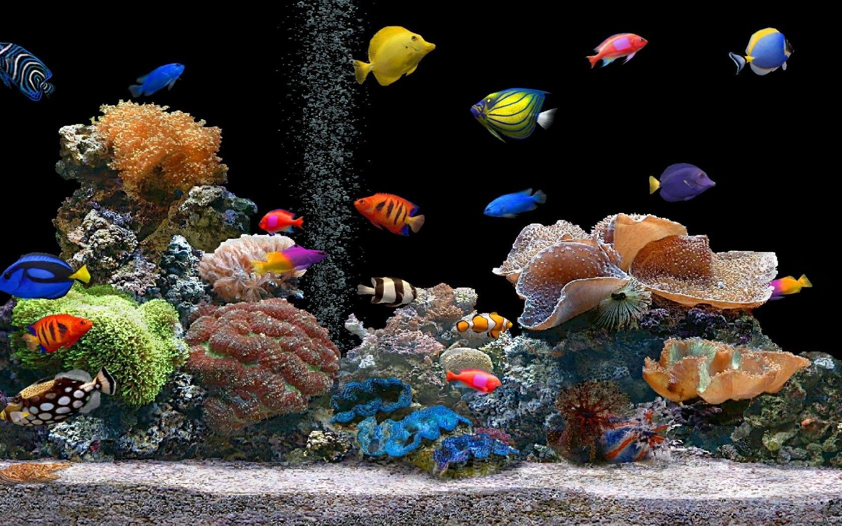 Acquario con pesci colorati, 1680x1050 HD Ready, ROG Asus Laptop