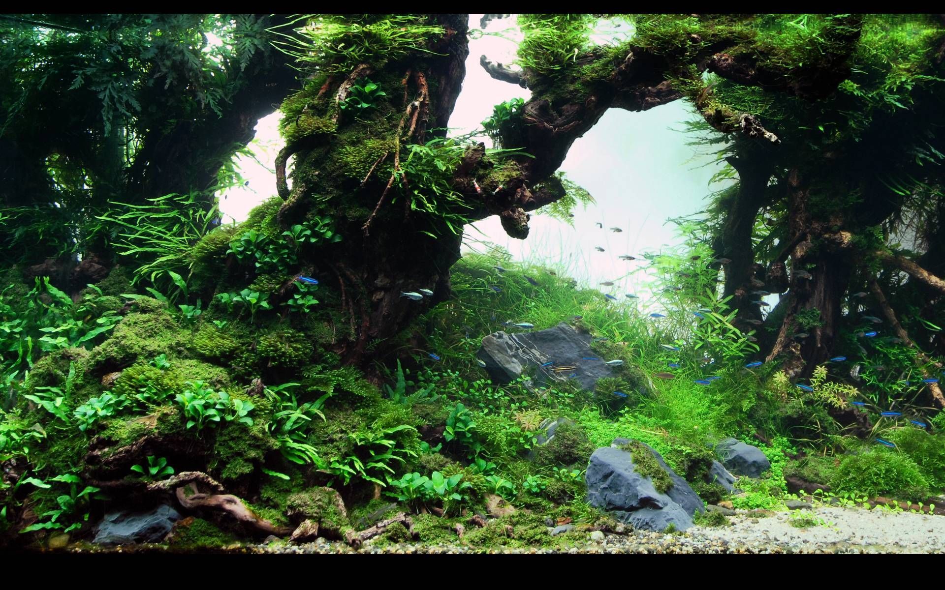 Acquario paesaggio verde muschio, 1920x1200 Full HD+ WUXGA, Notebook Gaming