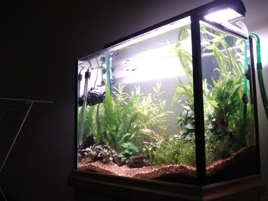 Acquario blu con pesci tropicali, 4128x2322 Ultra HD, ROG Asus Laptop