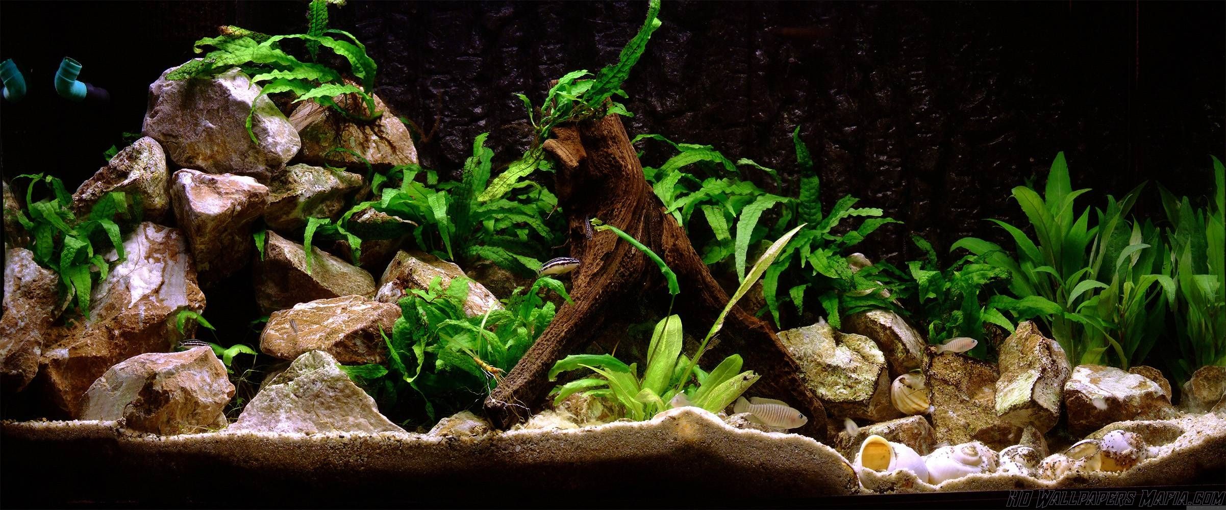 Acquario con pesci tropicali verde, 1024x768 HD, Notebook Gaming