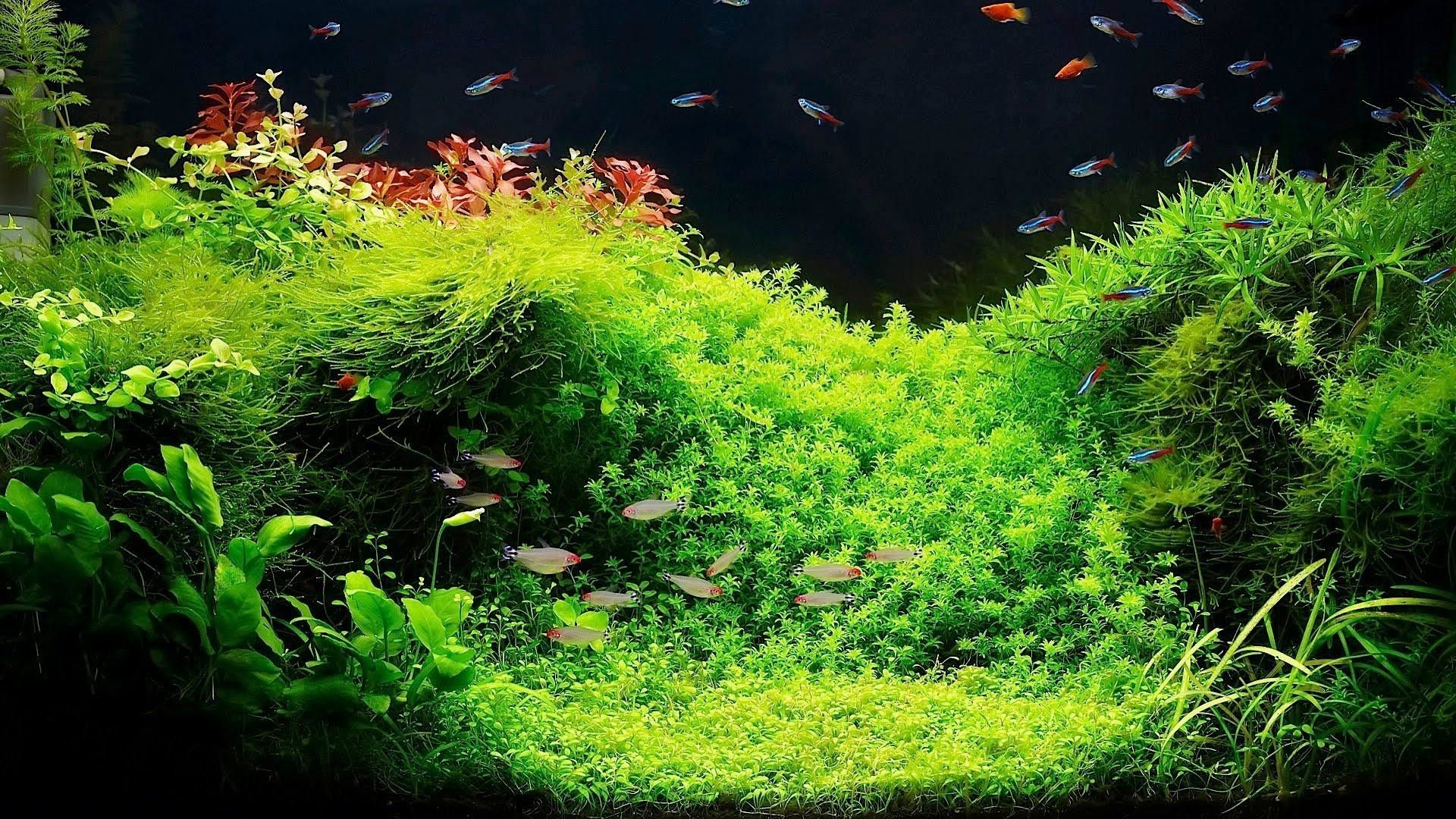 Acquario con piante verdi e pesci, 1920x1080 Full HD, Dell XPS