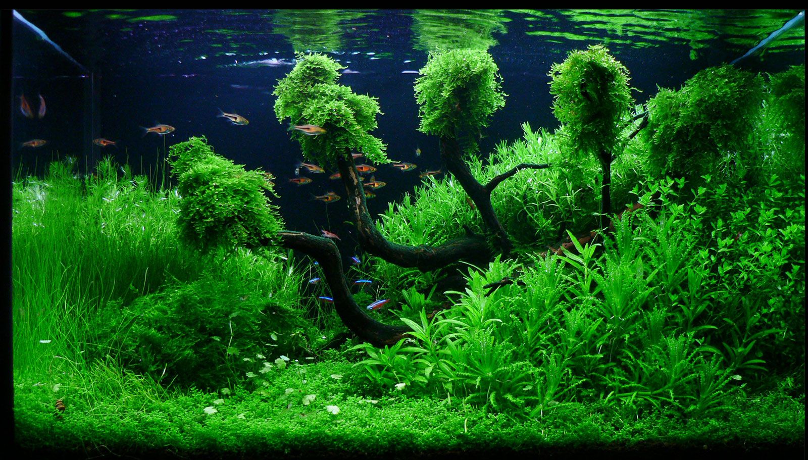 Acquario aquascape verde con piante, 1600x911 HD, Acer Nitro