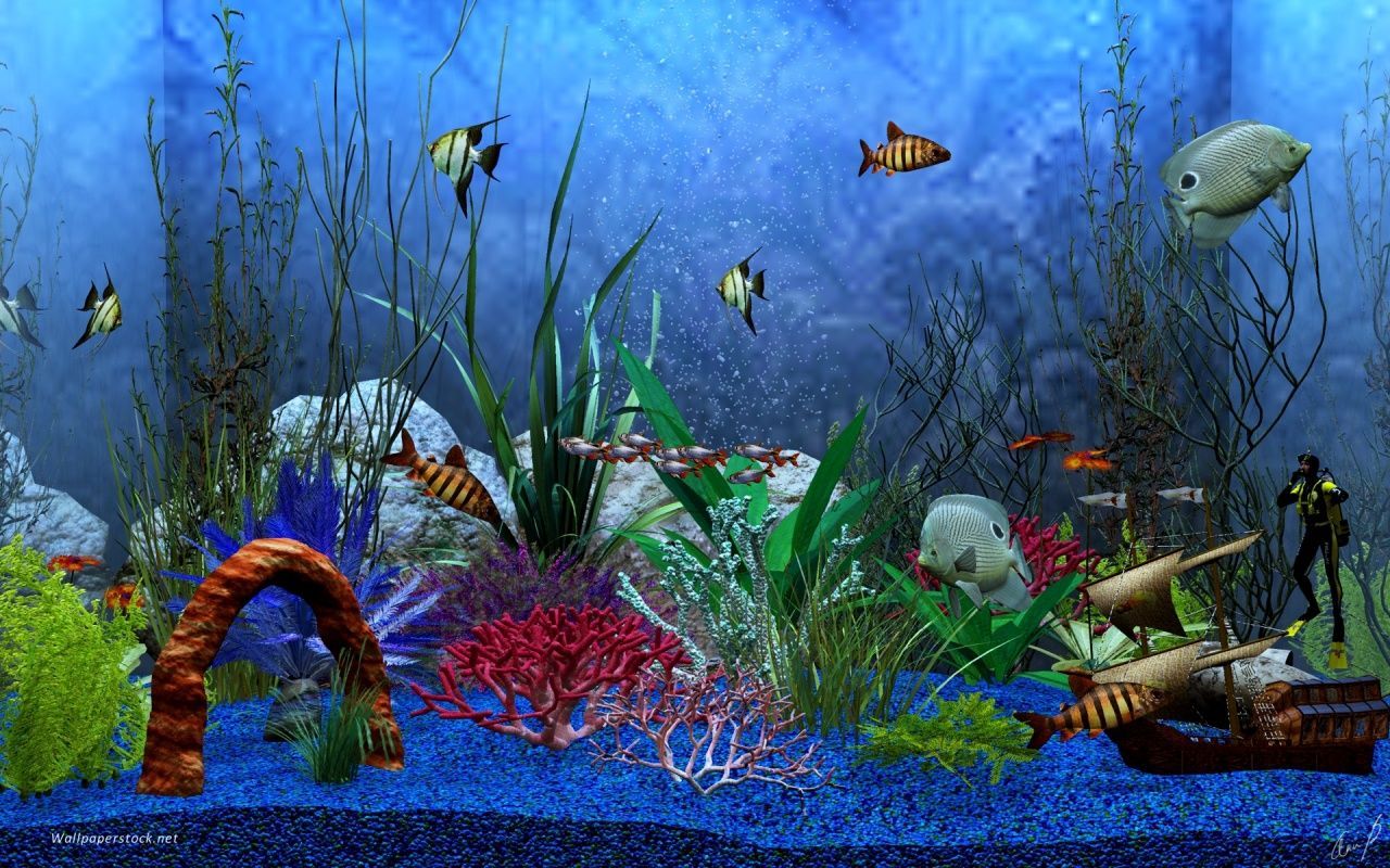 Acquario tropicale con pesci colorati, 1278x720 HD, Ultrabook