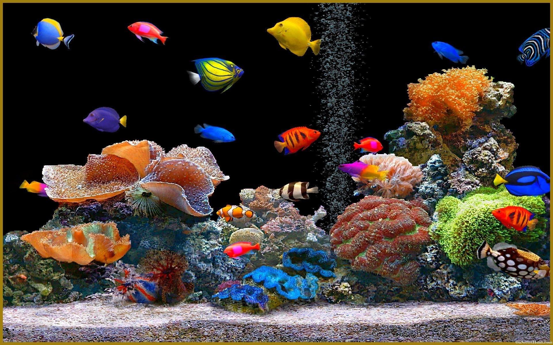 Acquario colorato con pesci tropicali, 1920x1200 WUXGA, Notebook Gaming