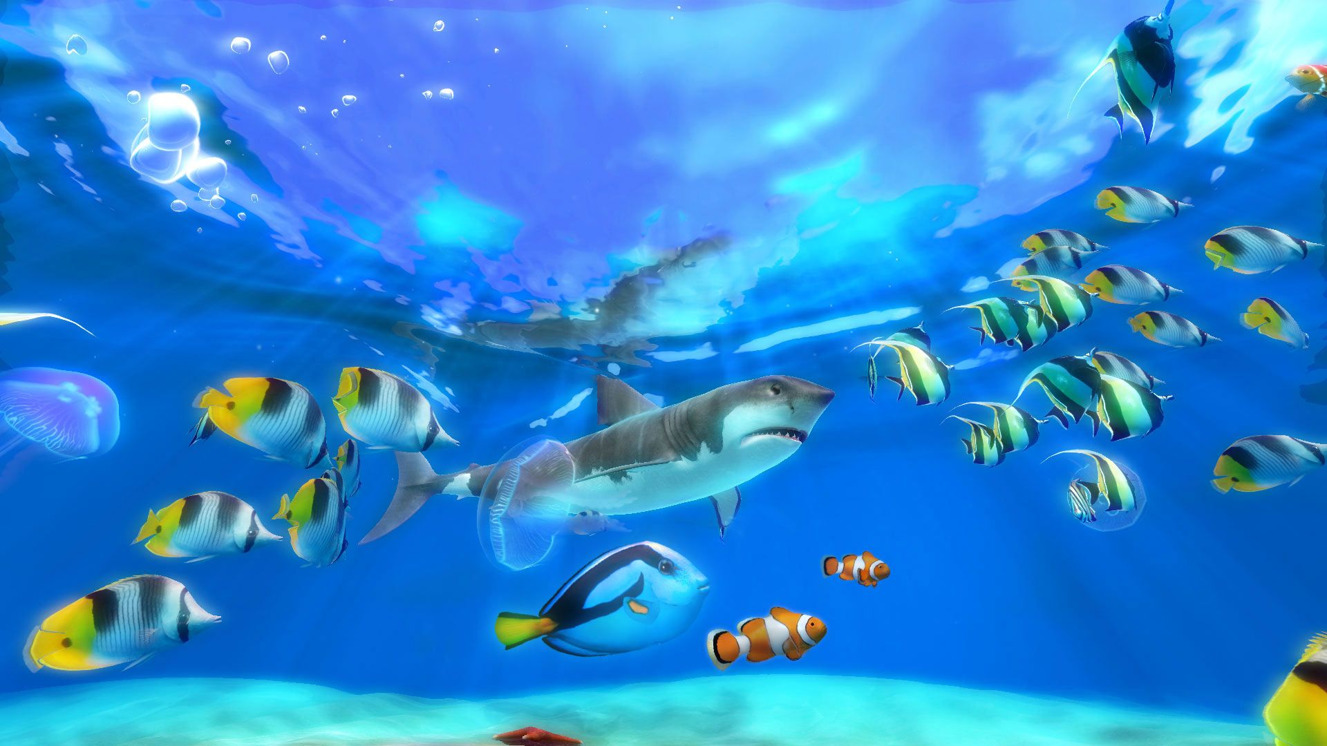 Squalo e pesci tropicali acquario, 1920x1080 Full HD 1080p, Ultrabook