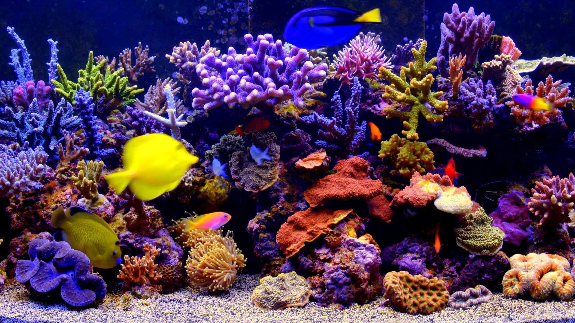 Acquario di corallo colorato, 1920x1080 Full HD, Ultrabook