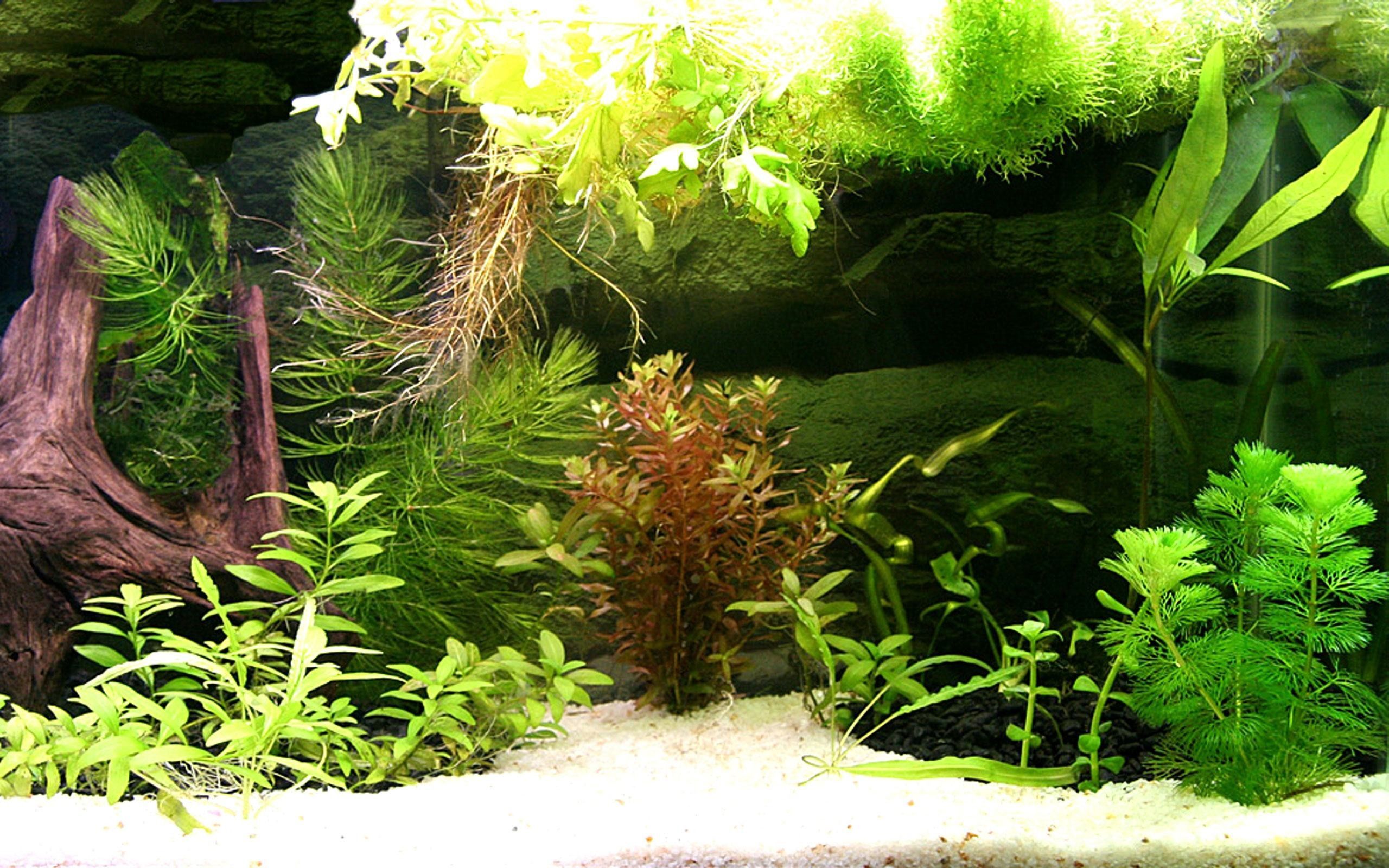 Acquario piante e rocce, 2403x1000 Ultrawide, Laptop
