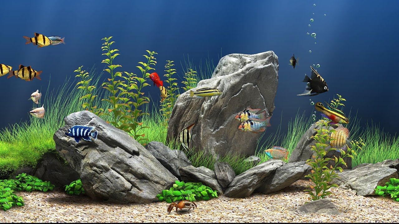 Acquario 3D con pesci tropicali, 1280x720 HD, Laptop