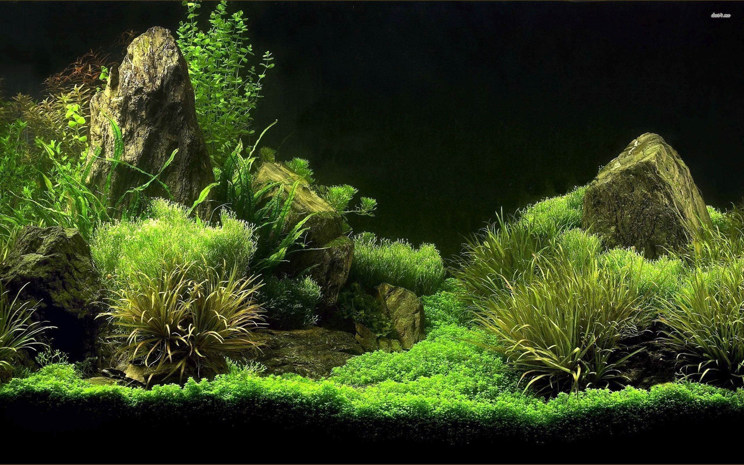 Acquario piante verdi rocce, 2560x1600 2K+, Notebook