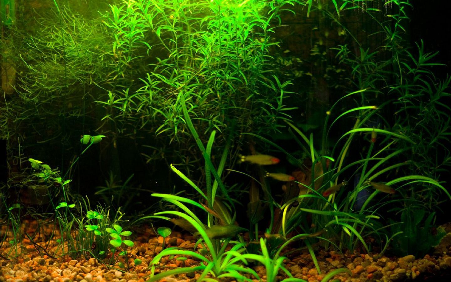 Acquario piante verdi lussureggianti, 1440x900 HD, MacBook Pro