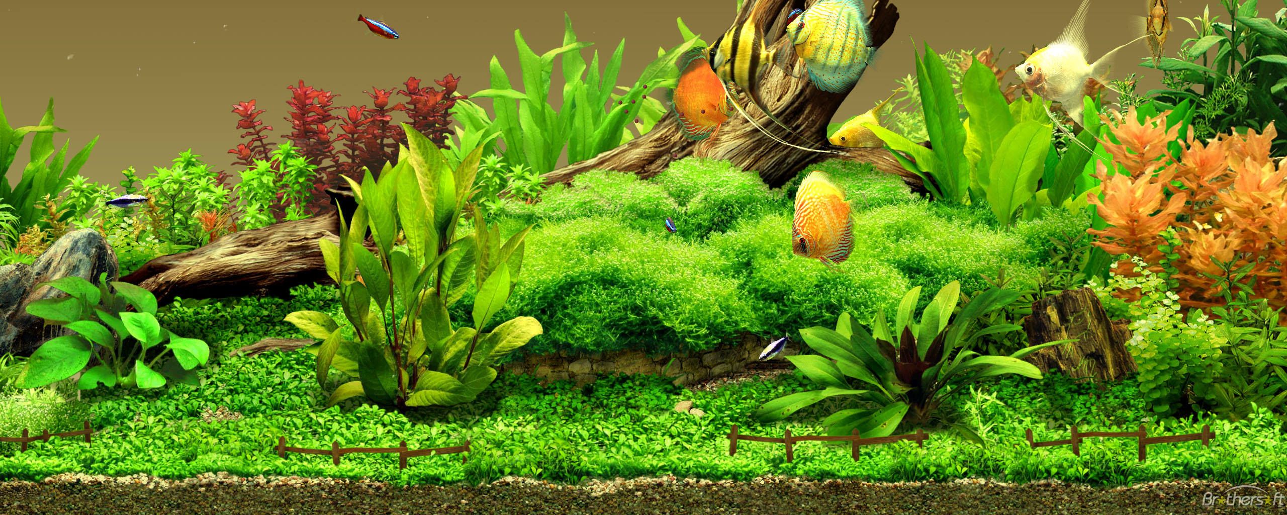Acquario con pesci disco e piante, 2560x1024 Ultrawide, ROG Asus Laptop