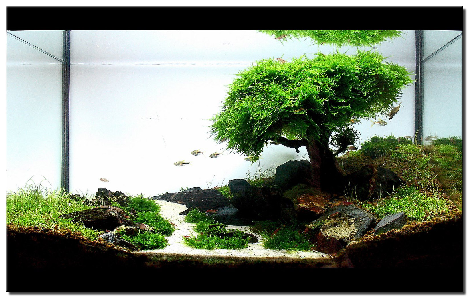 Acquario aquascape con albero bonsai, 1644x1044 HD Ready, HP Laptop