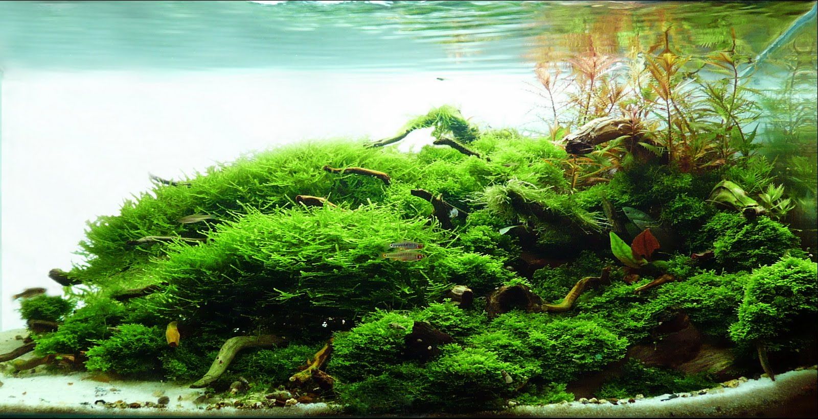 Acquario paesaggio con muschio verde, 1600x821 HD, Acer Nitro