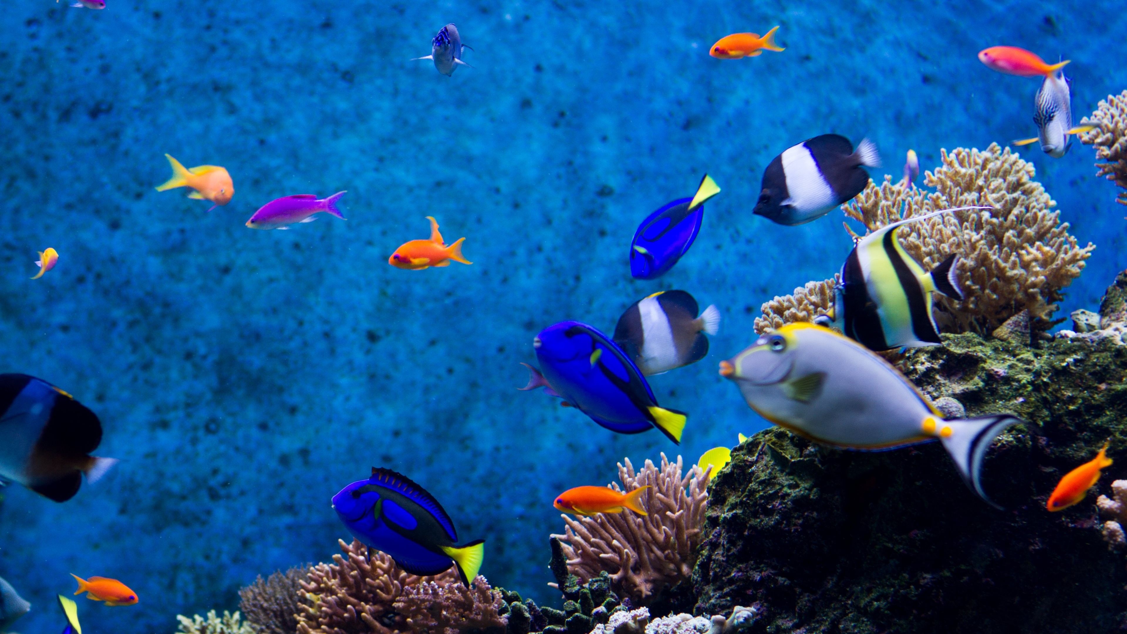 Acquario con pesci tropicali colorati, 3840x2160 UHD, Dell XPS