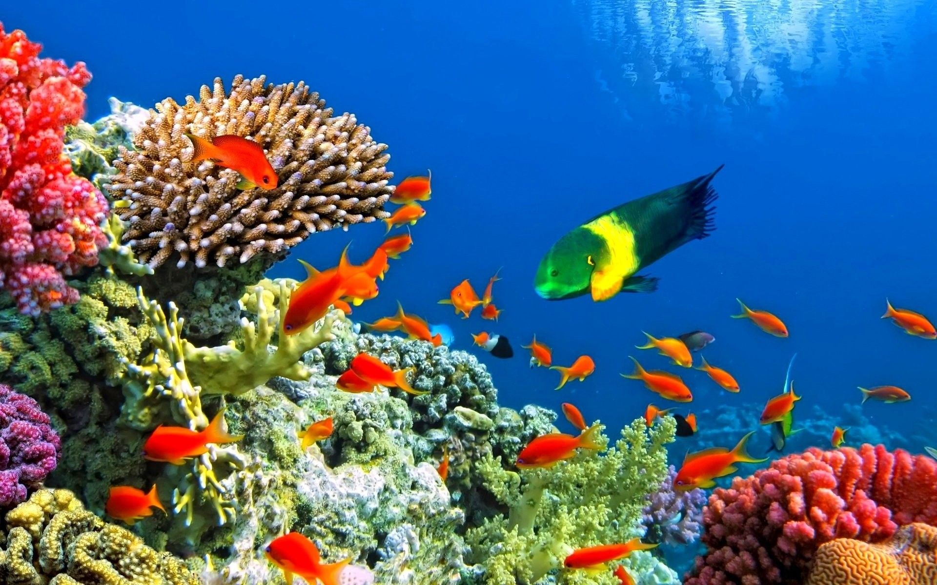 Barriera corallina con pesci tropicali, 1920x1200 Full HD+ WUXGA, Notebook Gaming