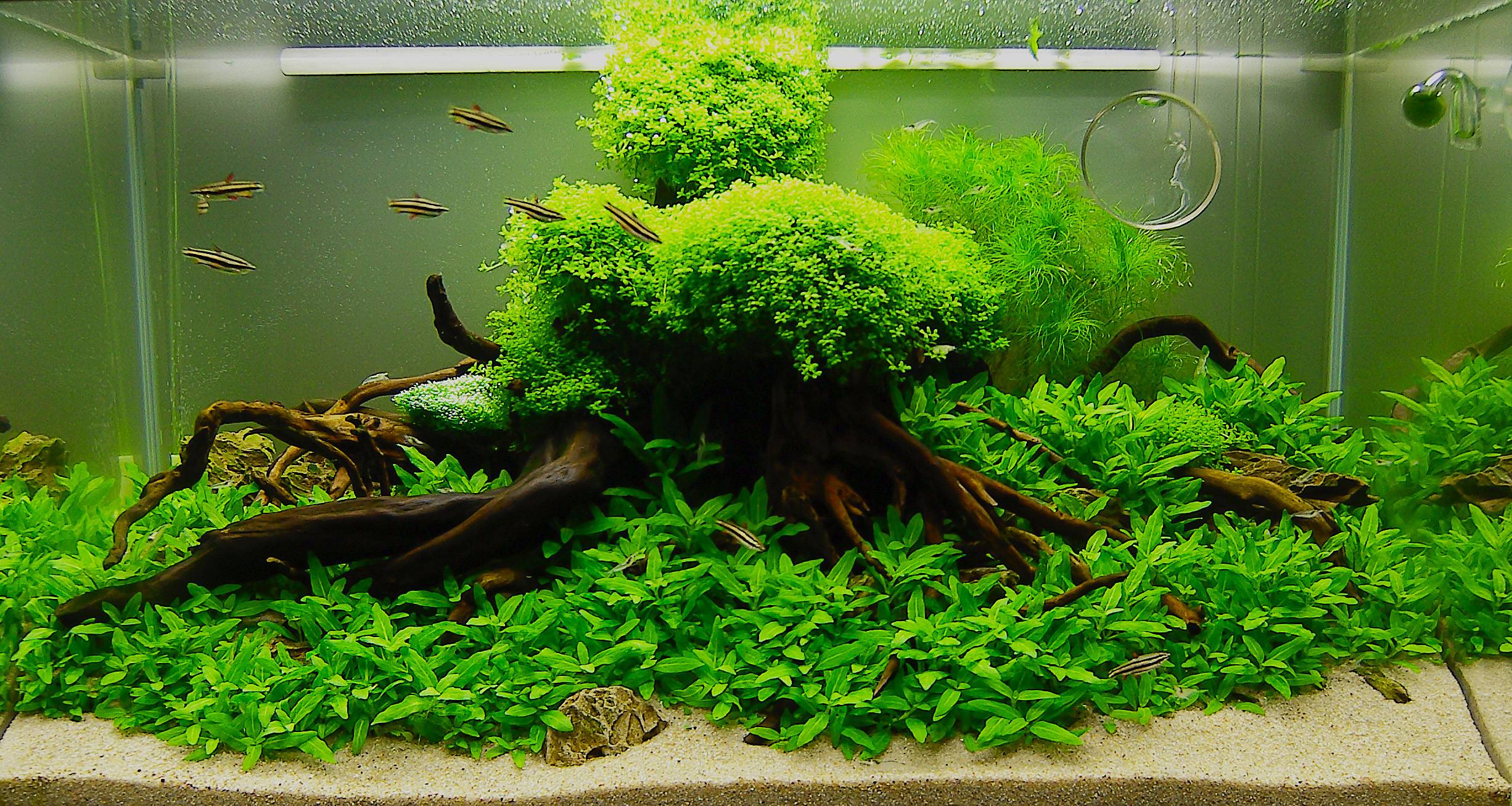 Acquario piante verdi radici, 2452x1308 2K, Ultrabook