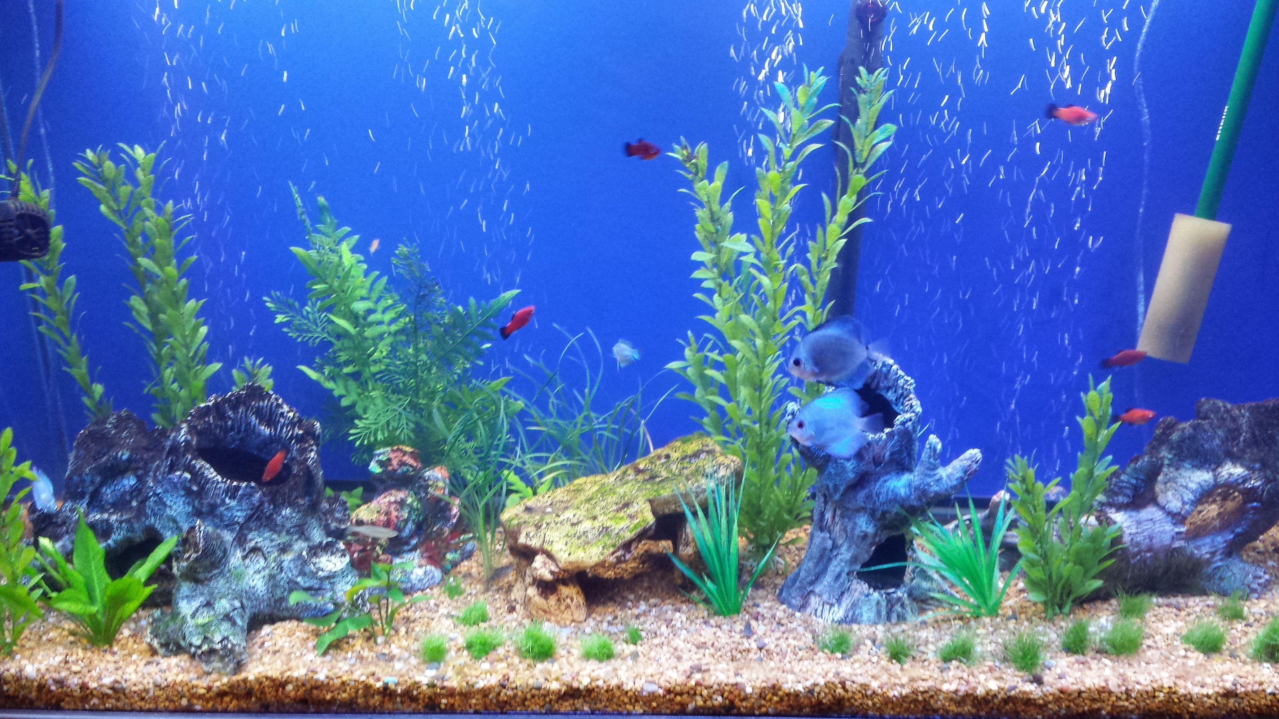 Acquario 3D con pesci colorati, 1280x800 720p, Notebook