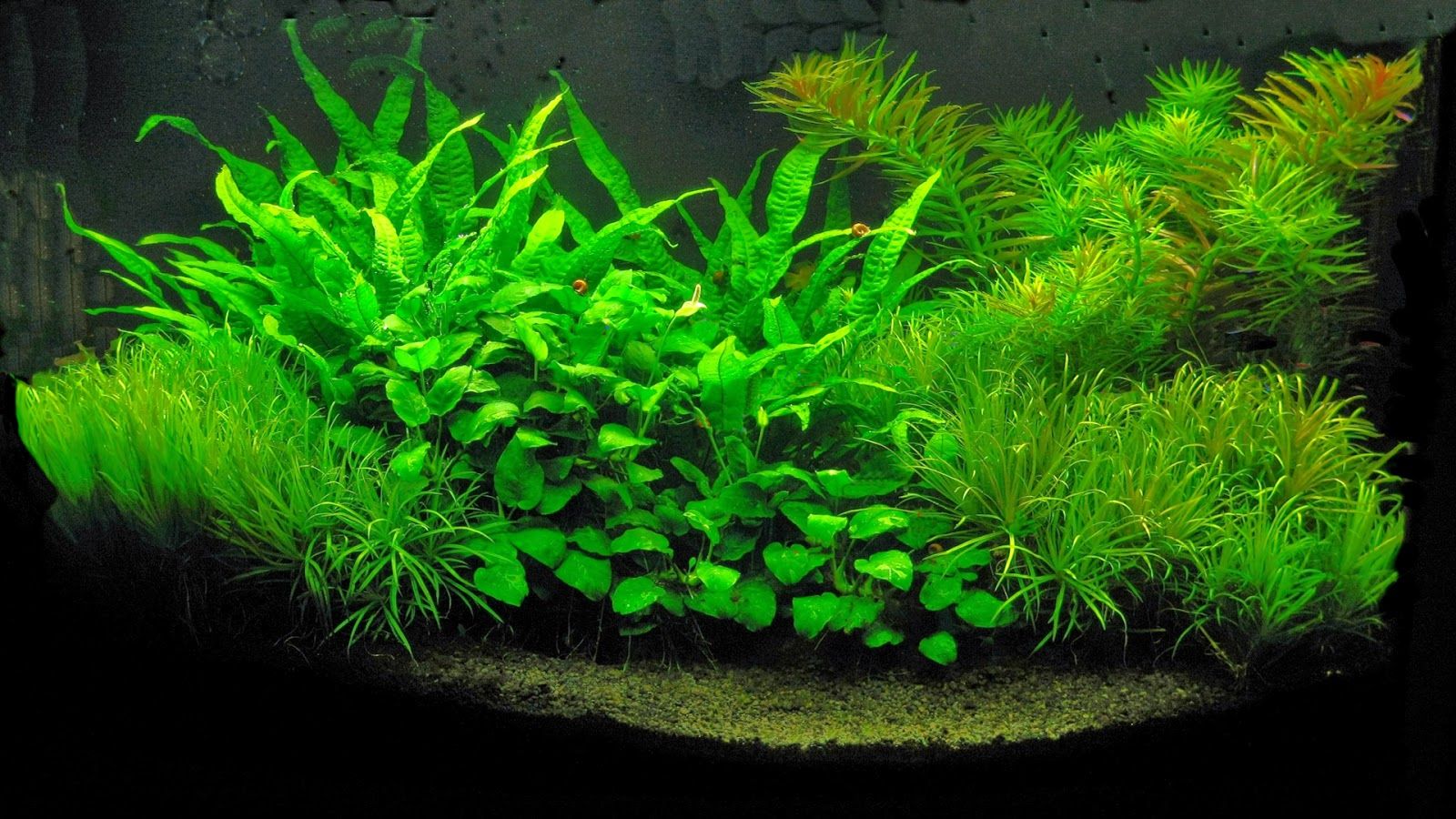 Acquario piante verdi lussureggianti, 1600x900 900p, Laptop