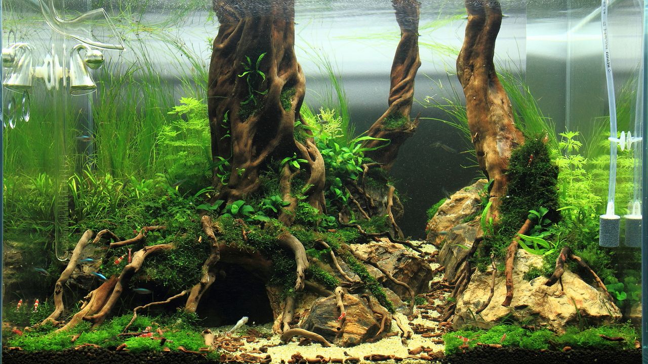 Acquario piante e radici, 1280x720 HD, MacBook Pro