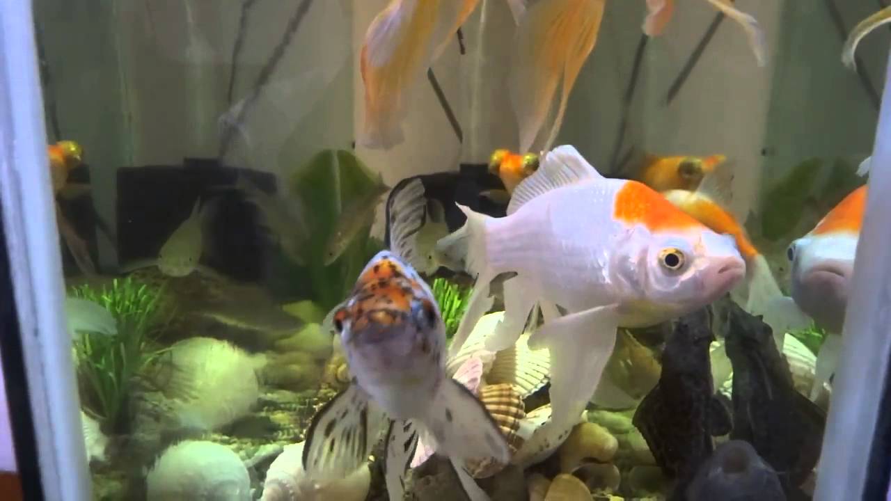 Acquario con pesce guppy colorato, 1080x1920 Full HD Verticale, Samsung Galaxy