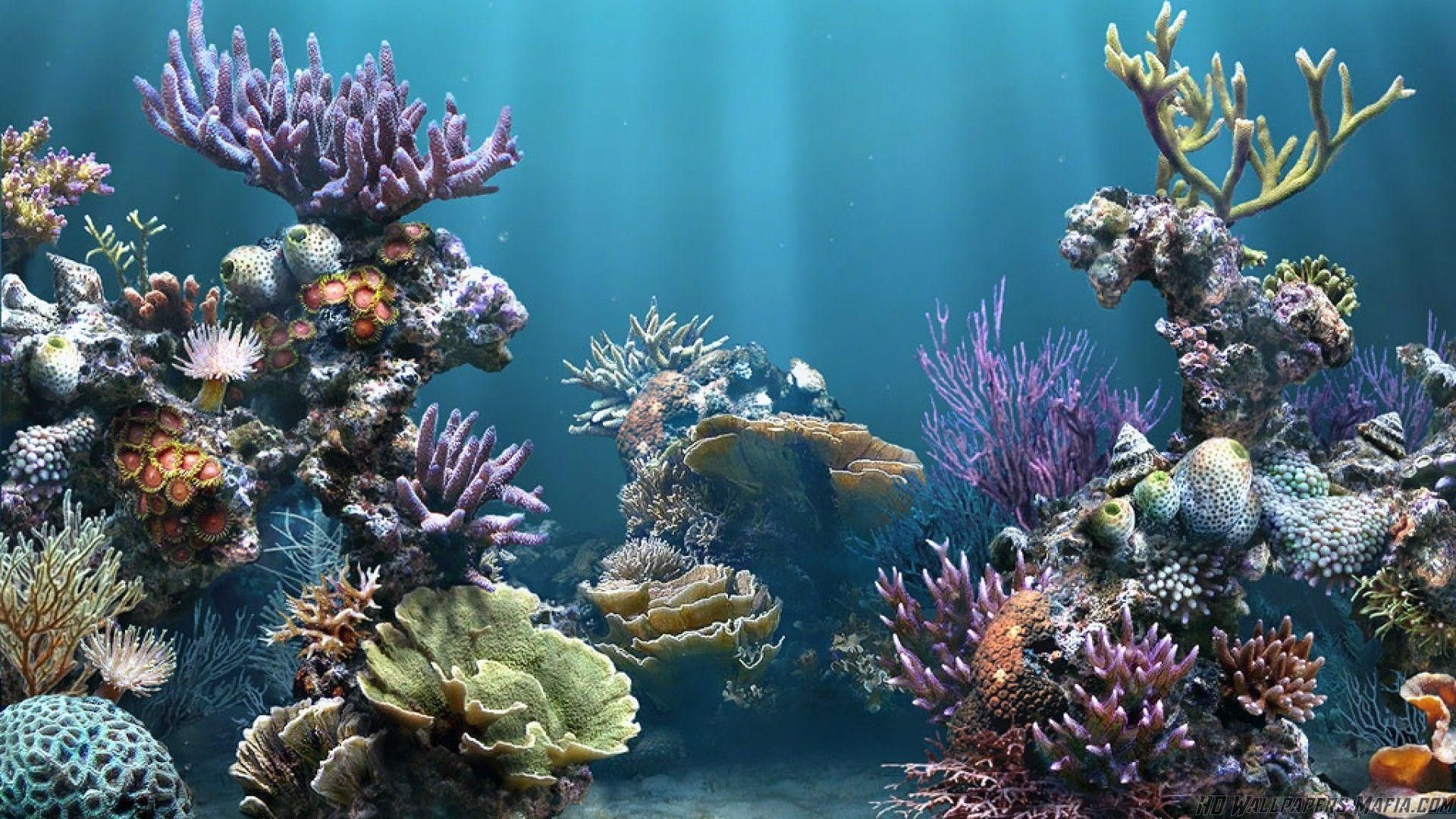 Acquario con coralli colorati, 1920x1080 1080p, ROG Asus Laptop