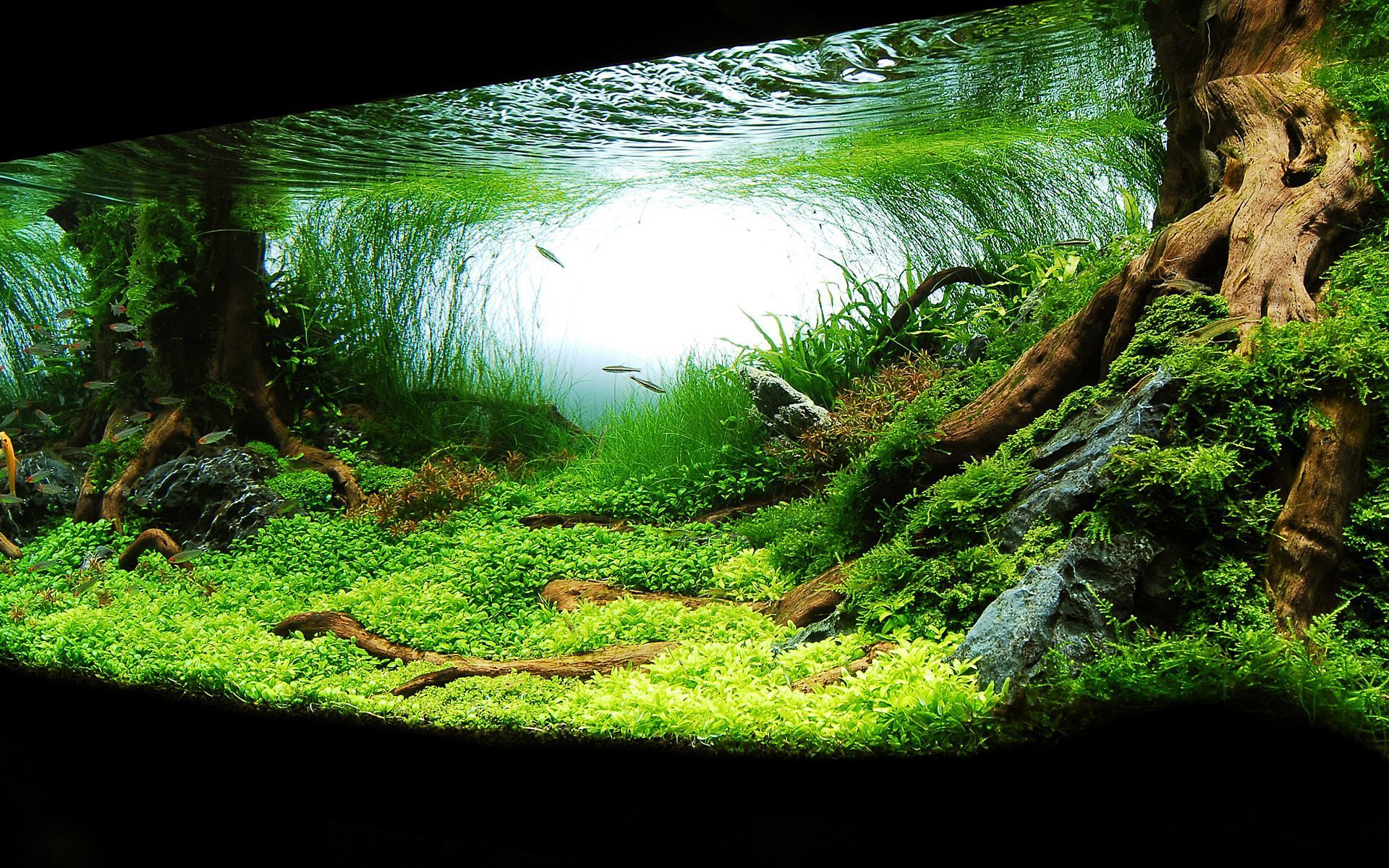 Acquario piantumato verde, 1920x1200 WUXGA, Laptop