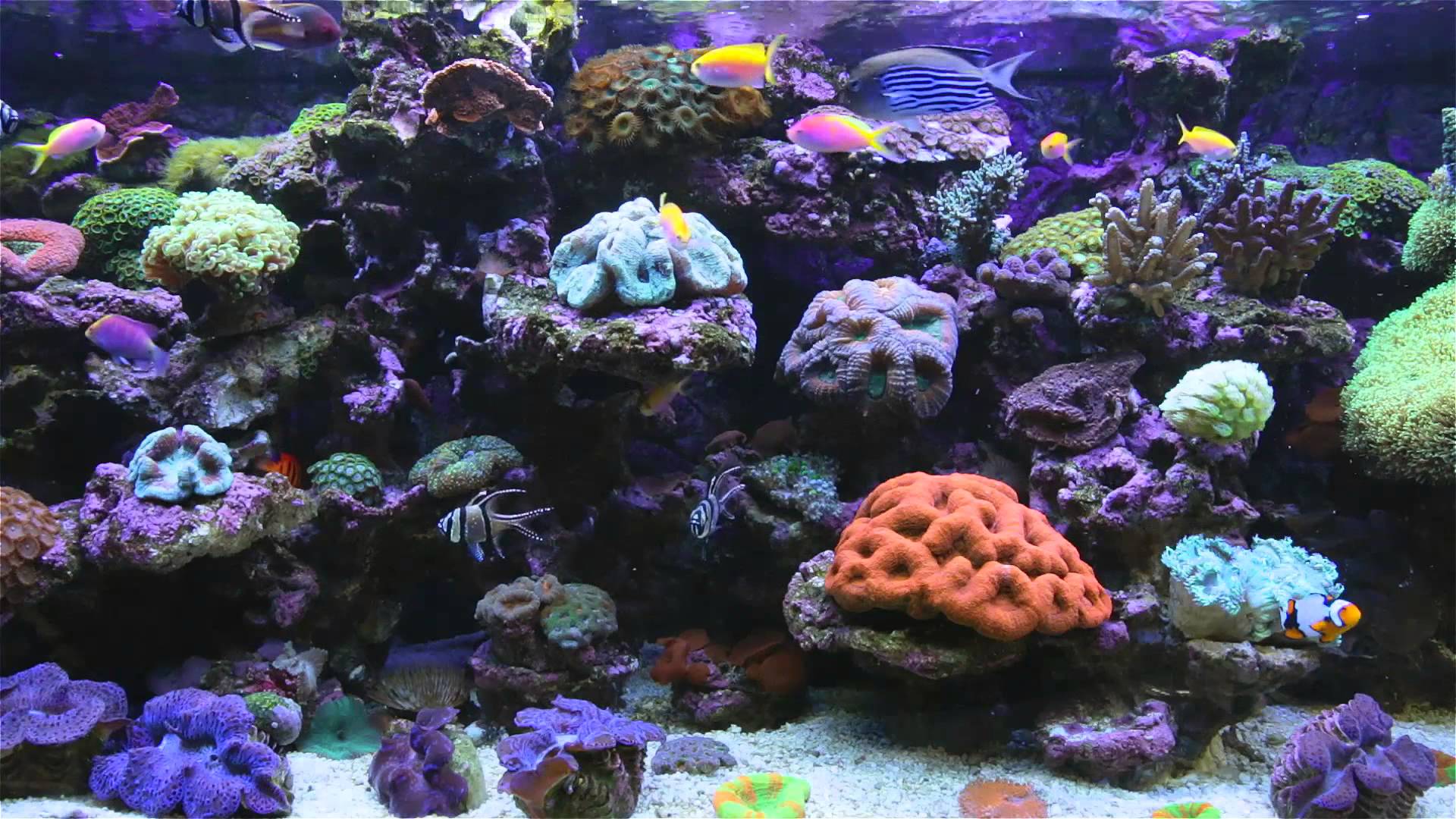 Acquario marino con coralli colorati, 1920x1080 Full HD 1080p, Lenovo Legion