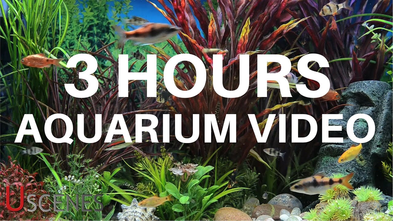 Acquario con piante e pesci, 1920x1080 1080p, Dell XPS