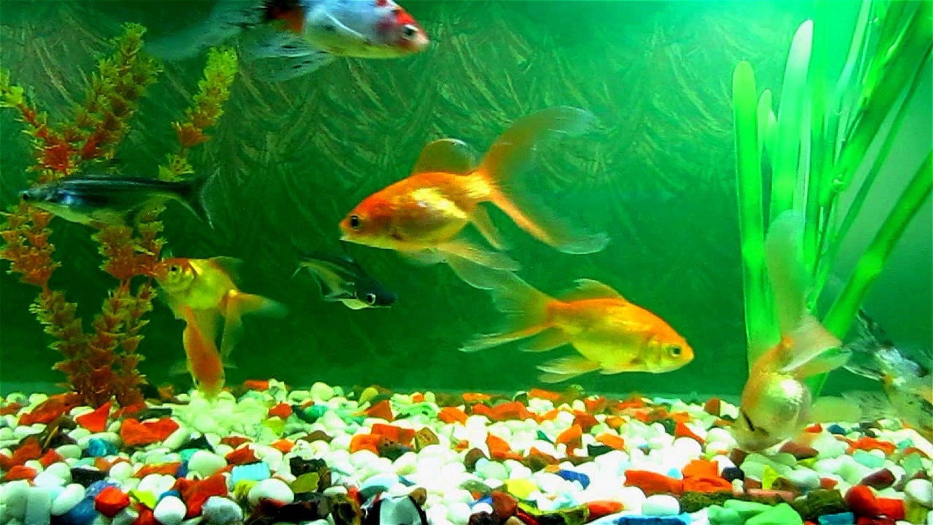 Acquario piante verdi rocce, 2560x1600 2K, Laptop