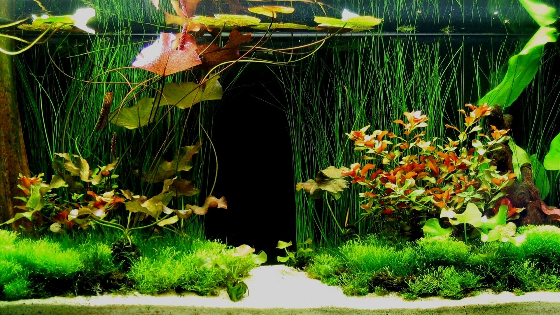 Acquario piante verdi, 1920x1080 Full HD 1080p, Notebook