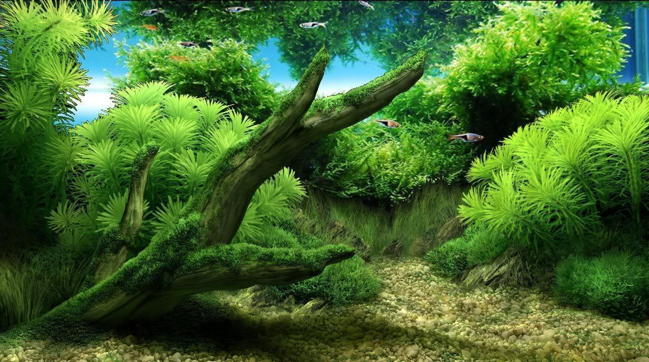 Acquario piante verdi e radice, 1279x713 HD, MacBook Pro