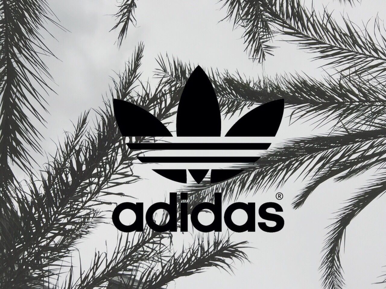 Logo Adidas con foglie di palma, 1280x960 HD, Acer Nitro