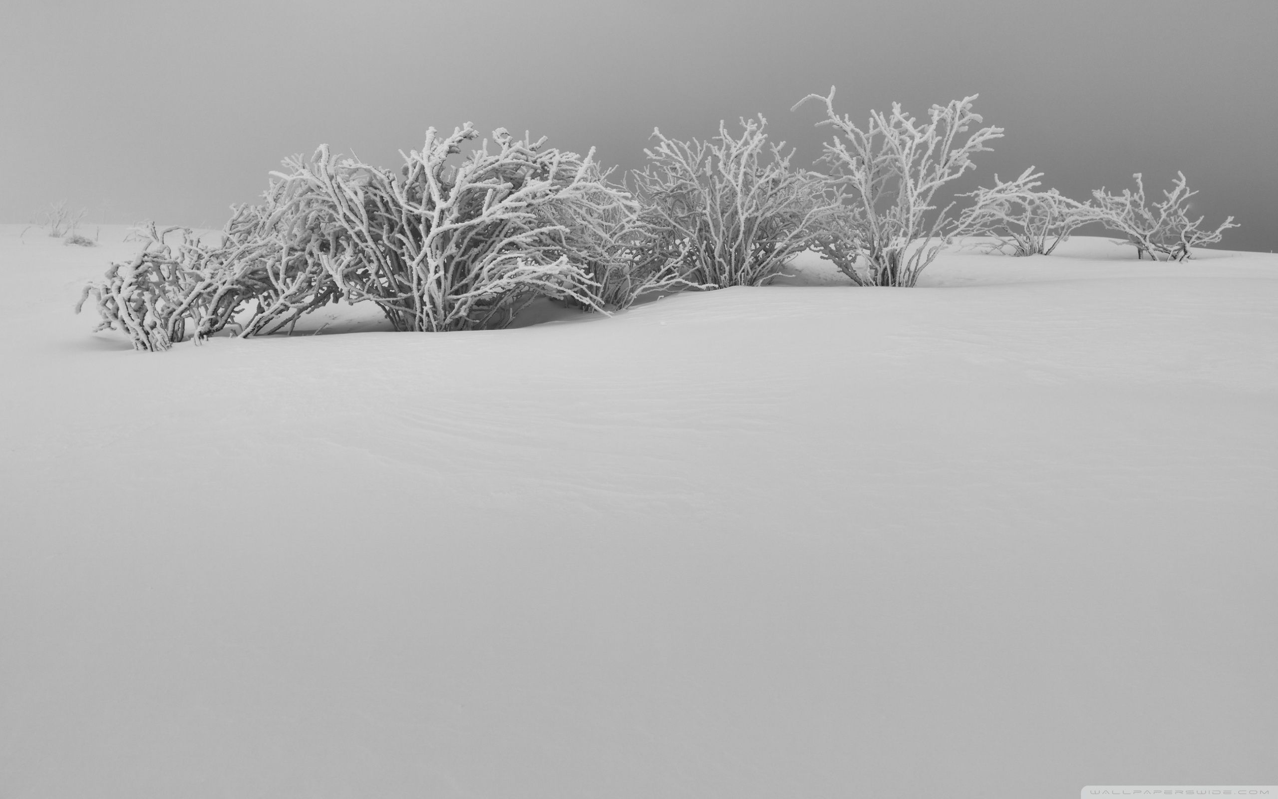Alberi innevati bianco e nero, 2560x1600 2K, Laptop