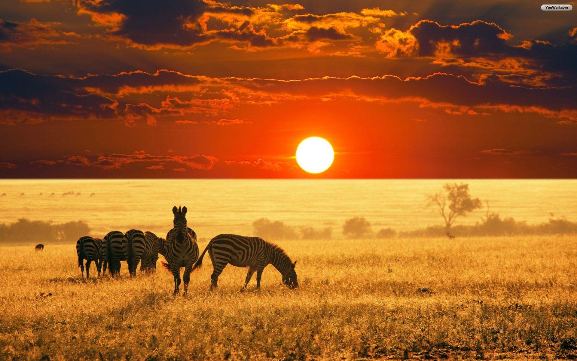 Zebre al tramonto savana, 1920x1200 WUXGA, Laptop