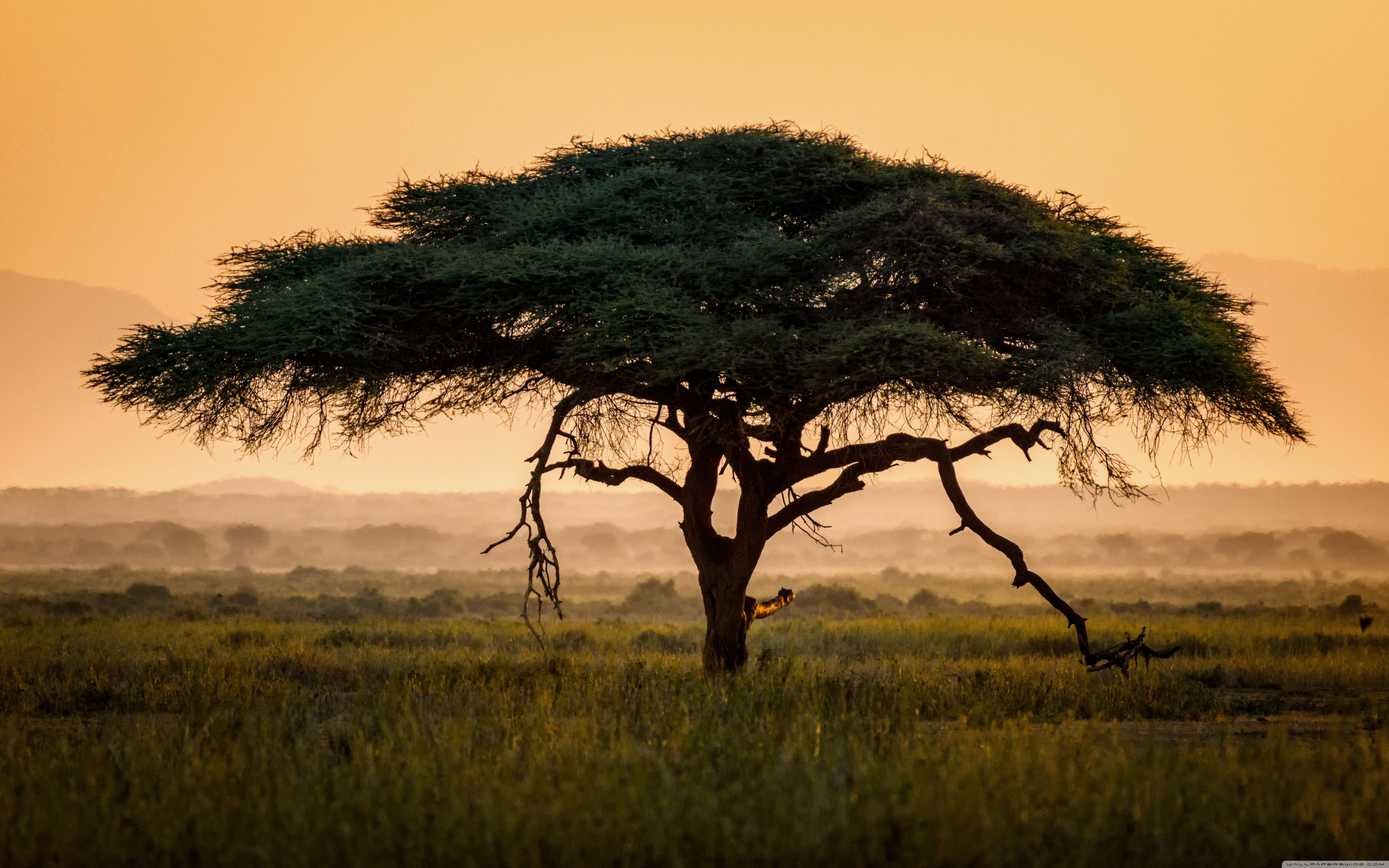 Acacia savana africana tramonto, 5120x3200 UHD, PC 4K