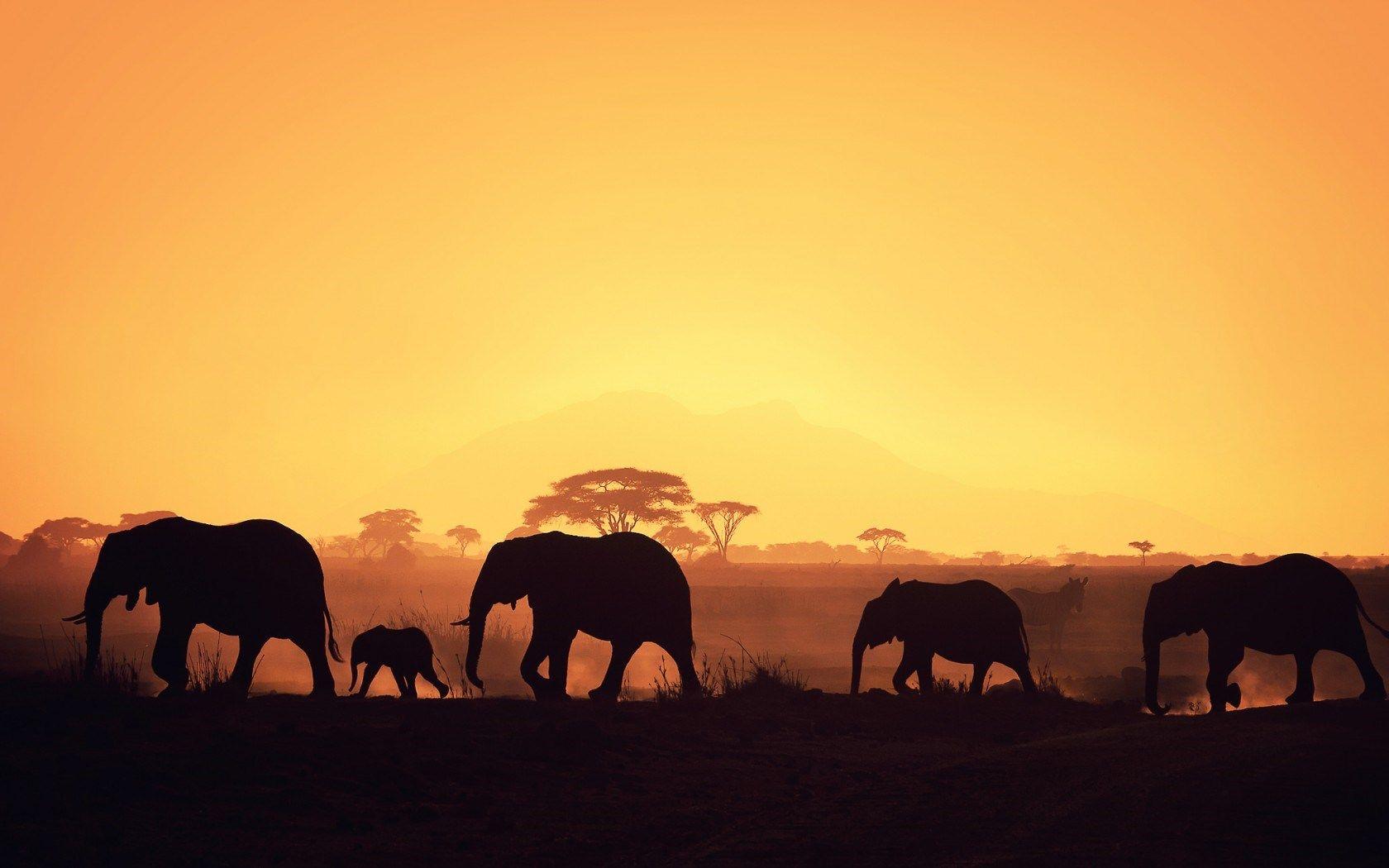Elefanti al tramonto savana, 1680x1050 HD Ready, Desktop