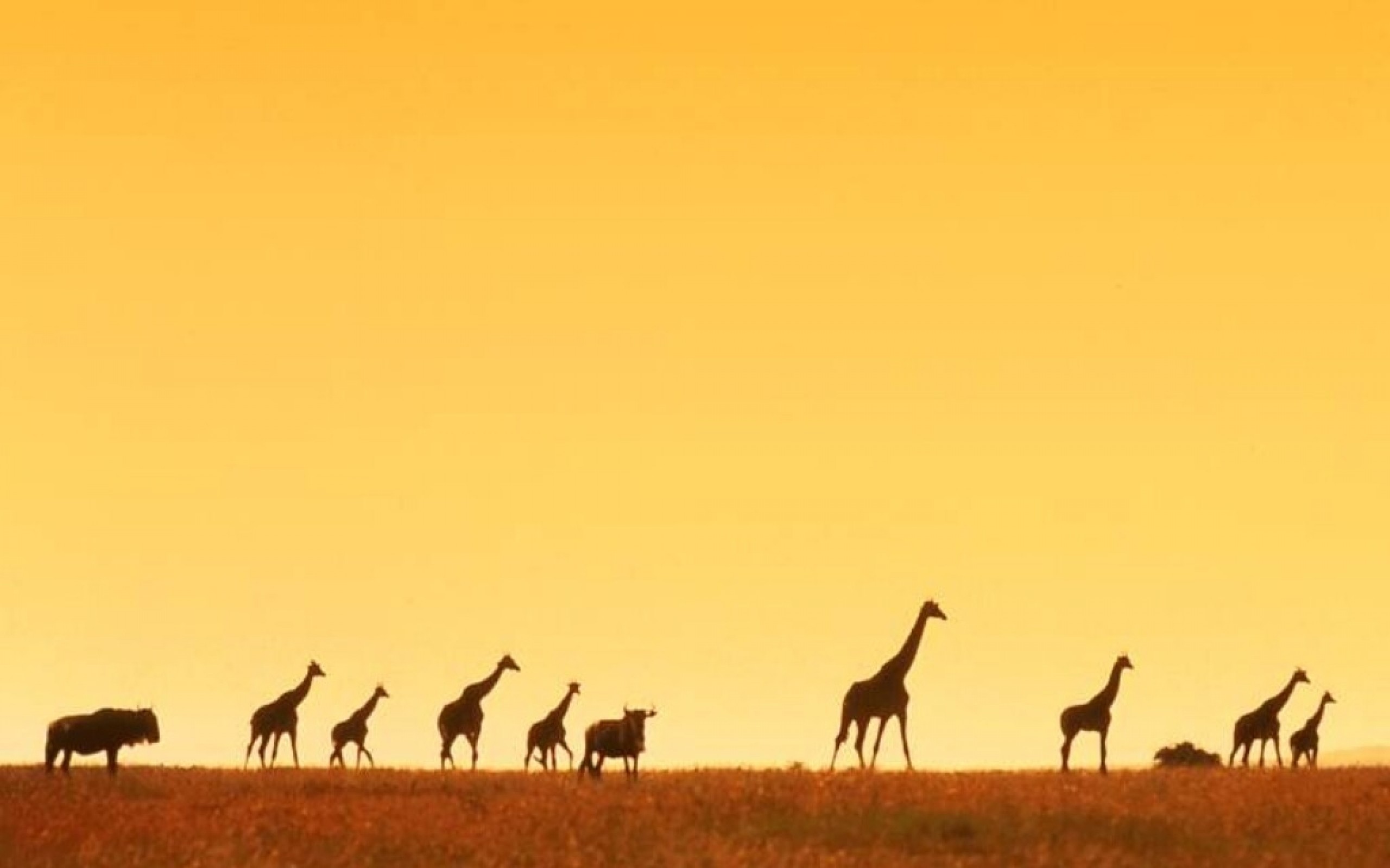 Sagome giraffe savana tramonto, 2560x1600 2K+, MacBook Pro