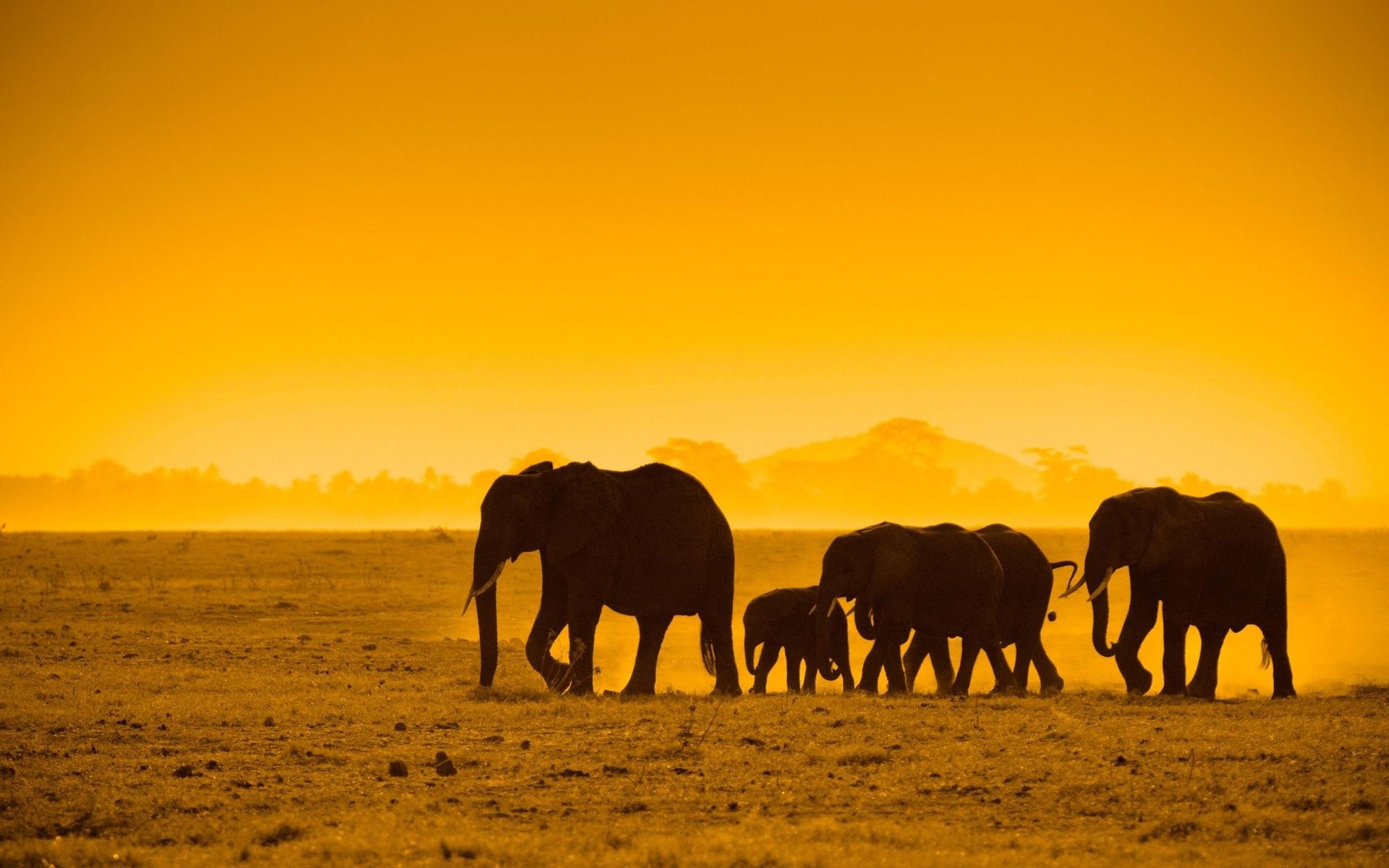 Elefanti africani al tramonto, 1920x1200 Full HD+ WUXGA, PC