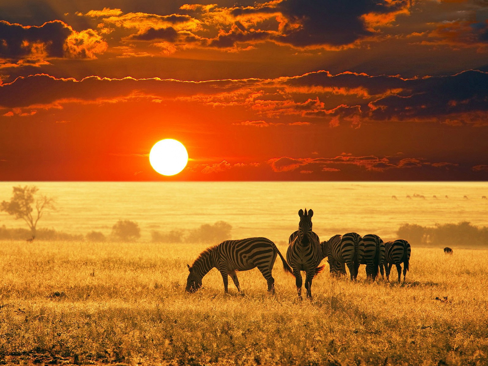 Zebre al tramonto savana, 1600x1200 HD, Desktop