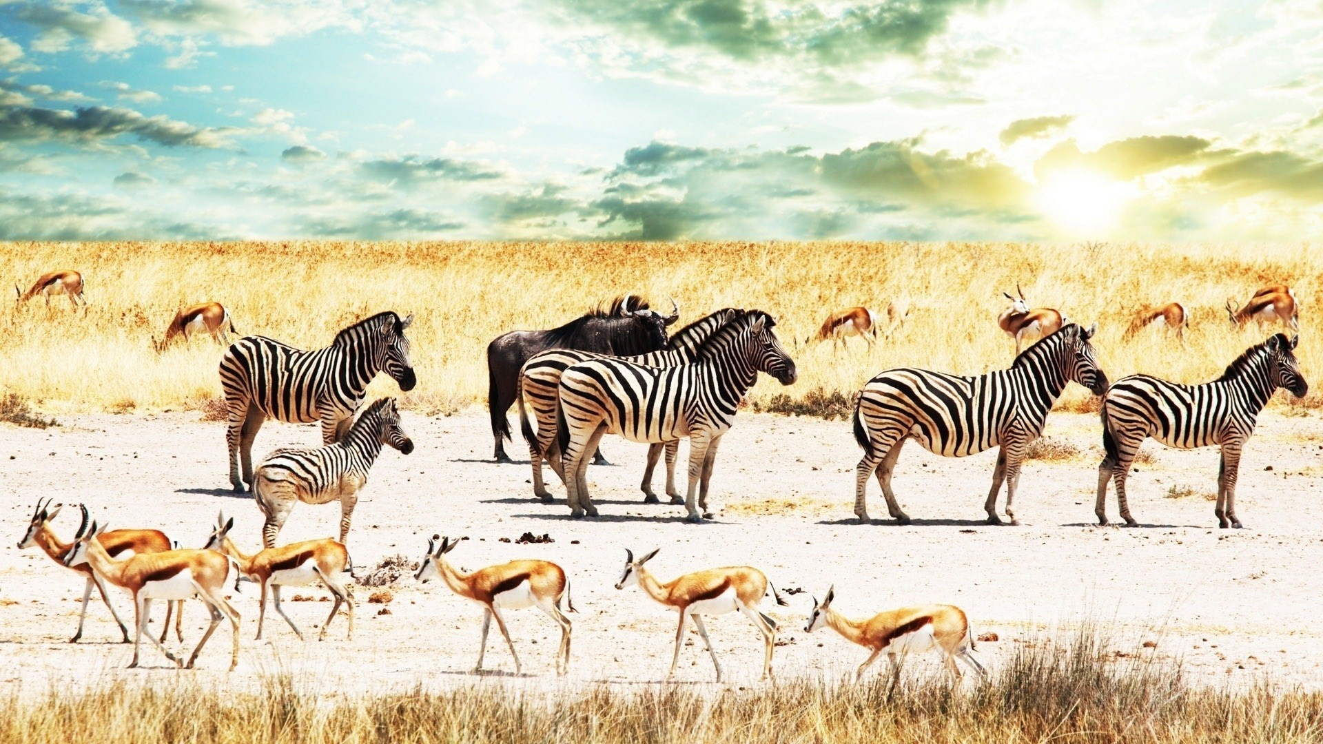 Zebre e gazzelle savana africana, 1920x1080 Full HD, PC
