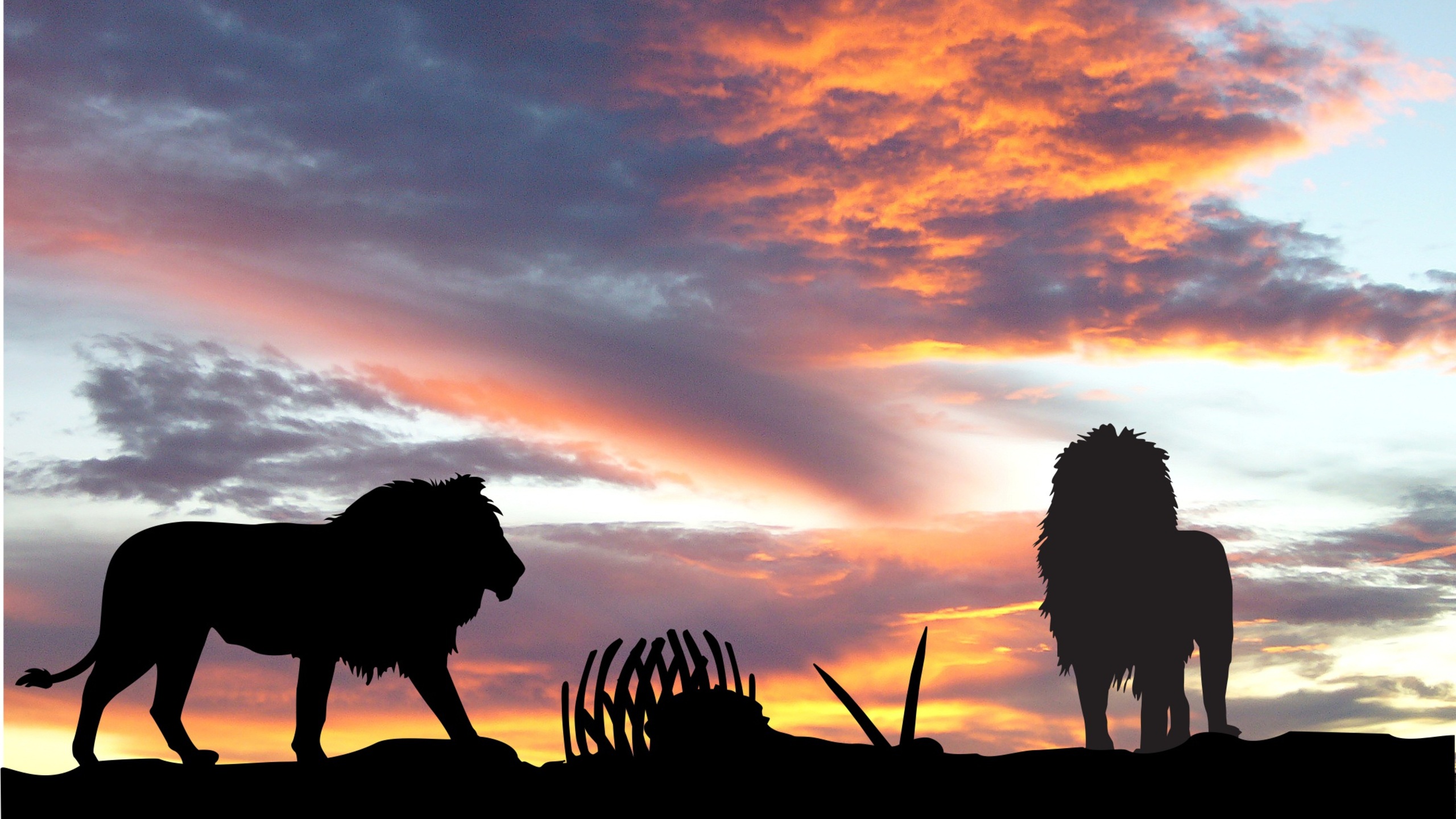 Leoni silhouette tramonto africano, 2560x1440 1440p, Desktop